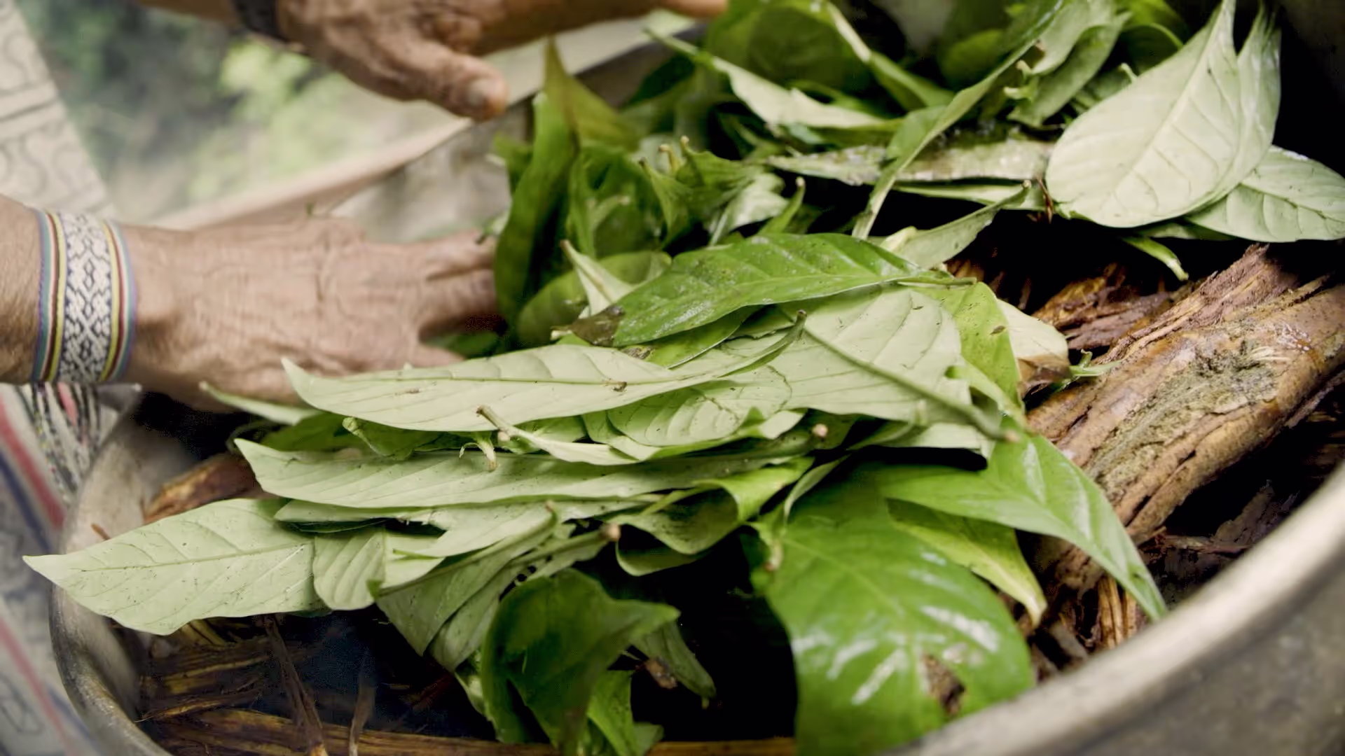 Hands arranging fresh chacruna leaves over cut sections of ayahuasca vine in a large pot