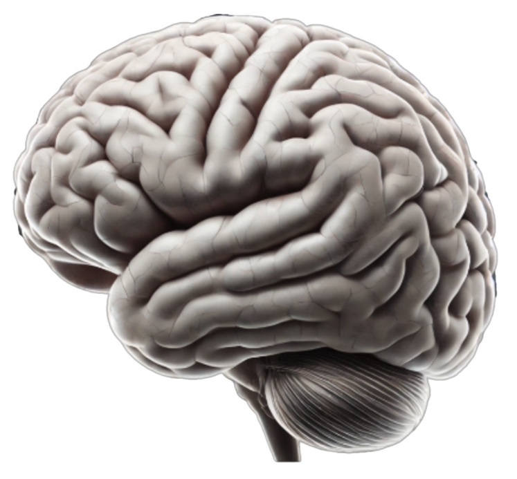 Color, psychology and strategy - brains