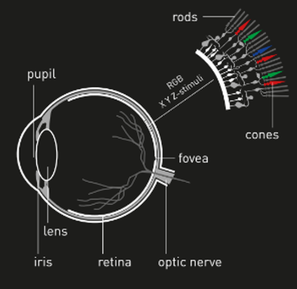 Rods and cones converting light into RGB and XYZ stimuli