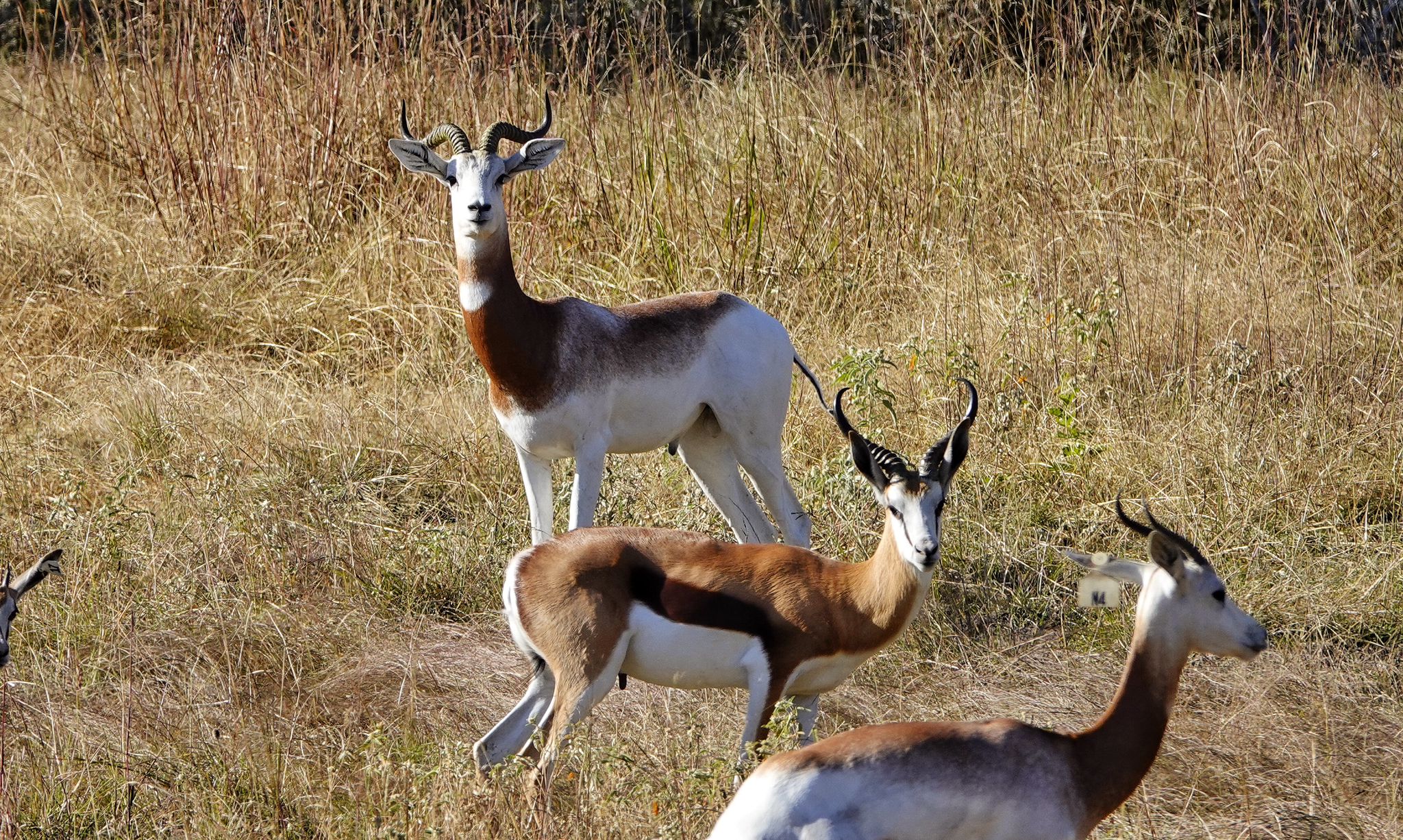 A female Dama peers toward the camera.