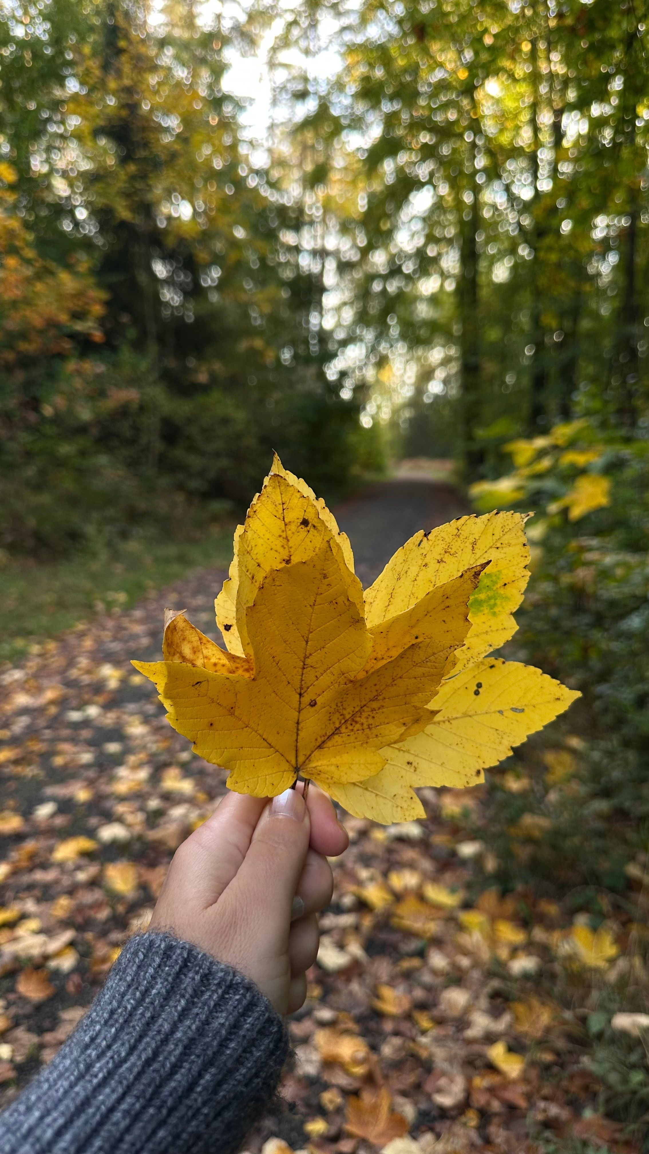 Herbst
