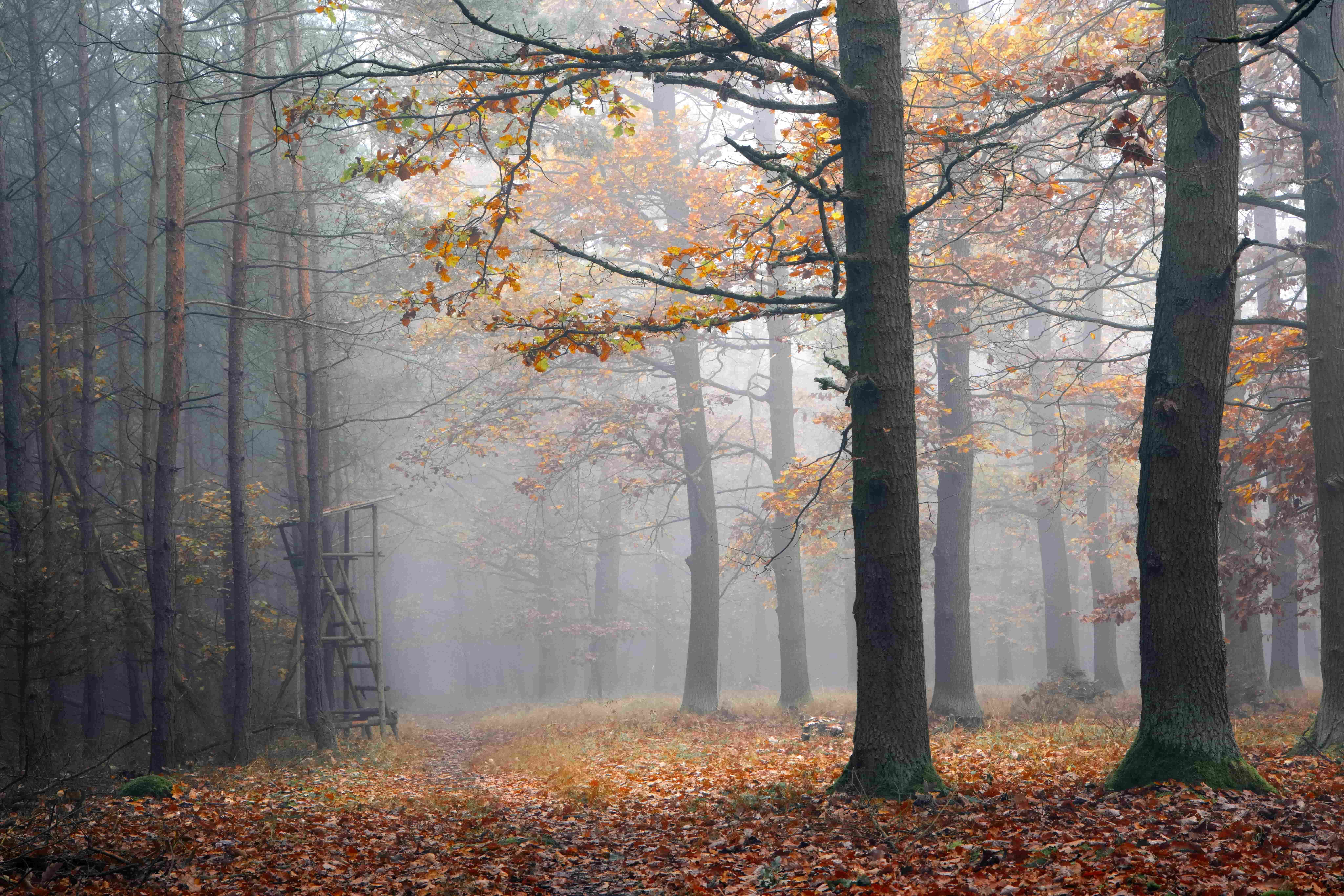 Herbstnebel