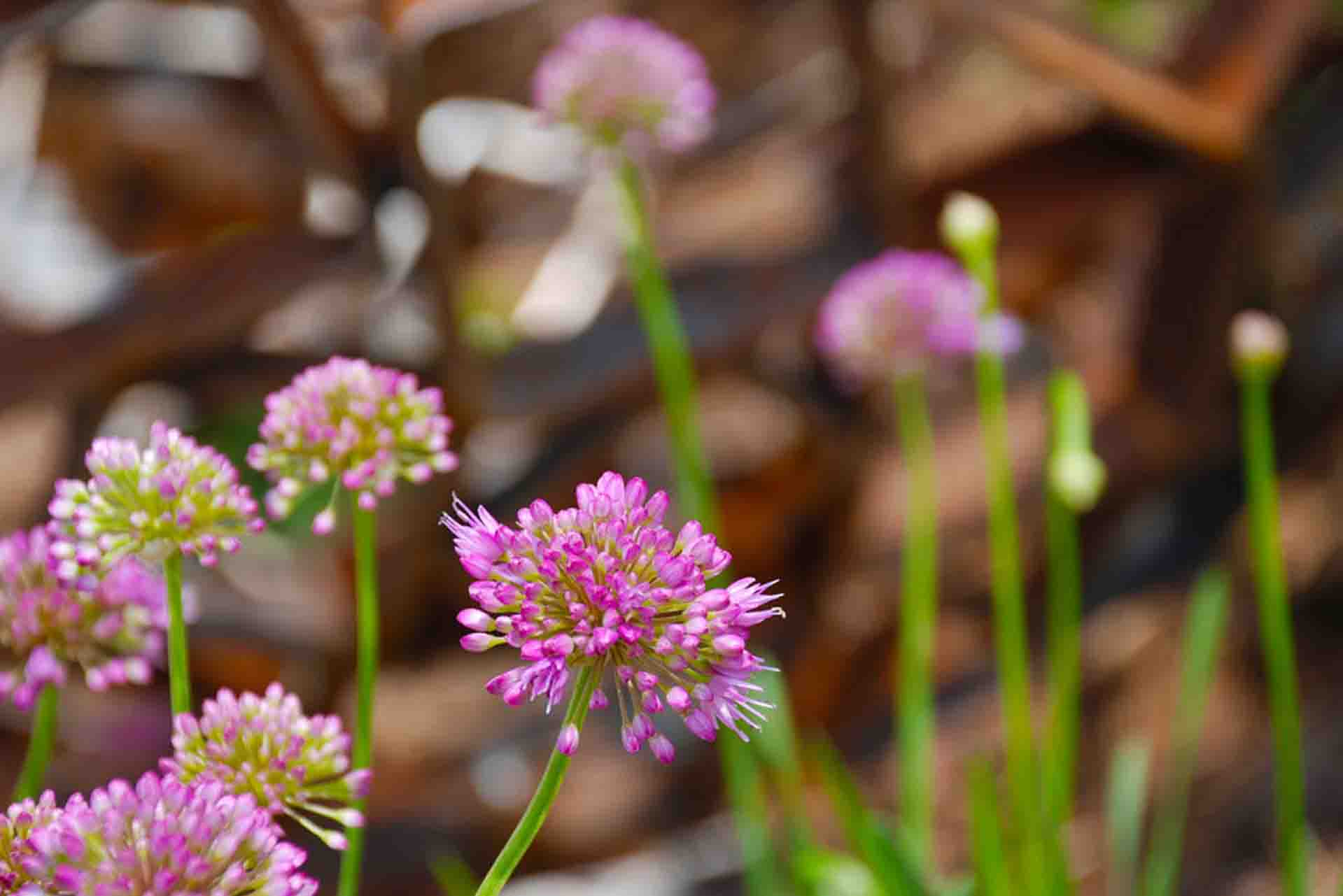 Landscaping Horticulture