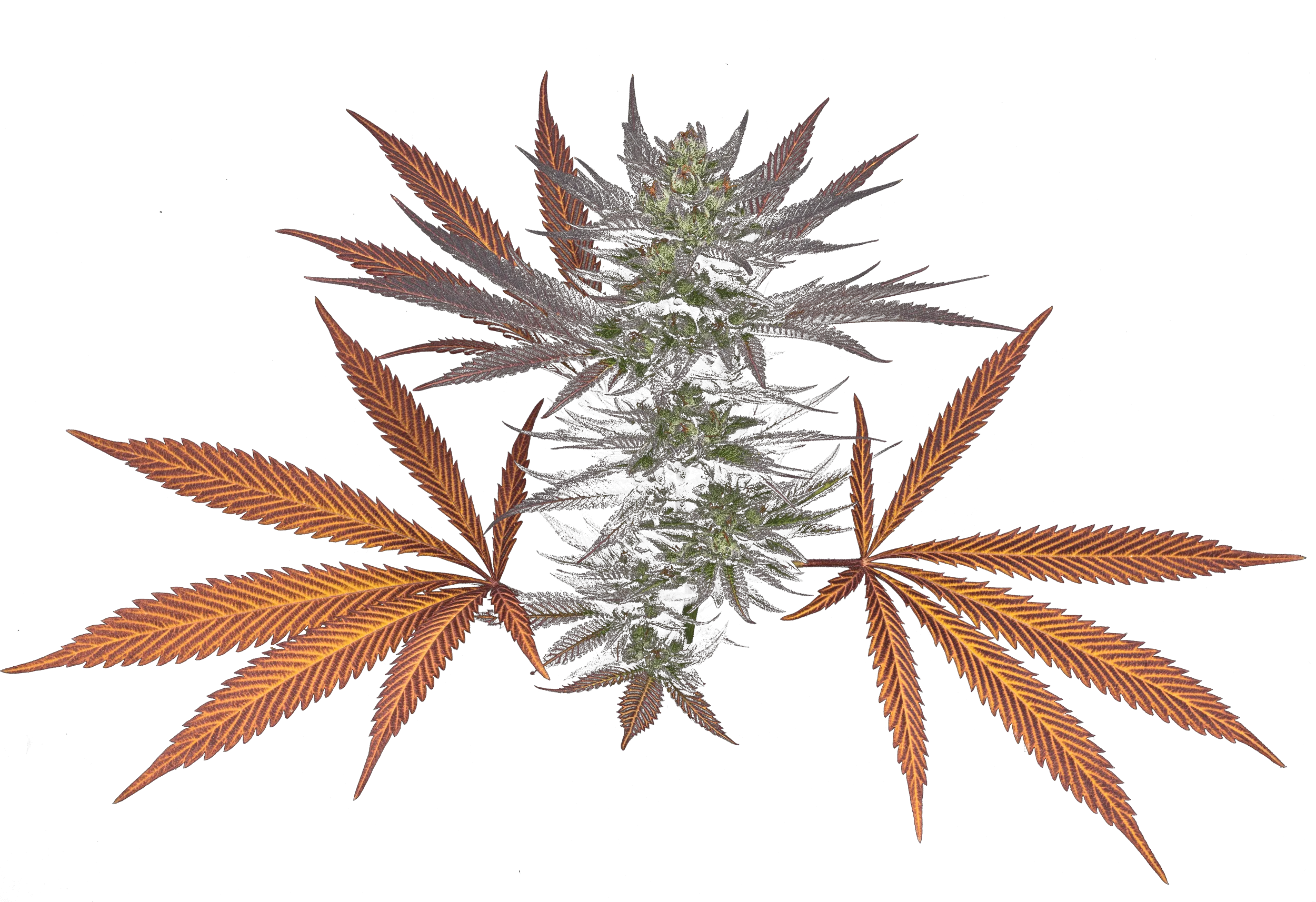 High quality Lions Milk cannabis nug