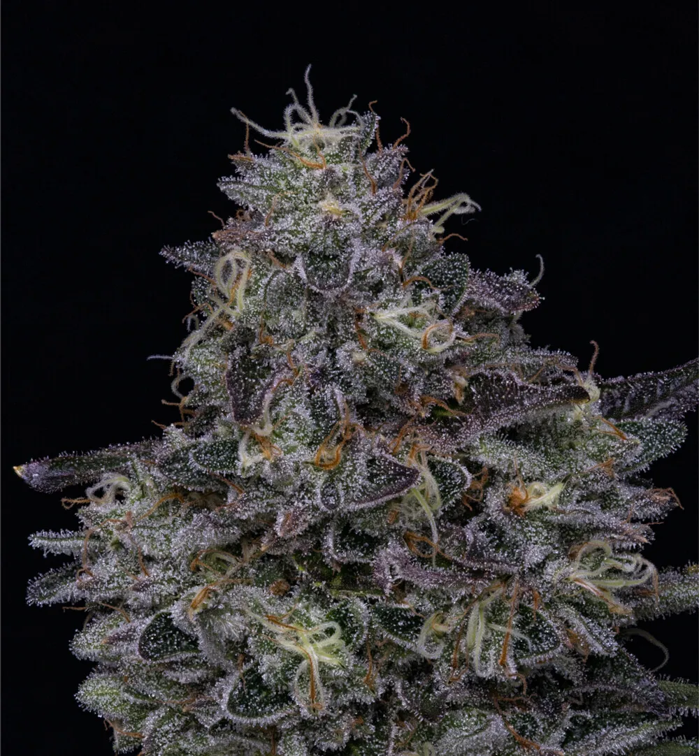 Close up picture of high quality cannabis nug