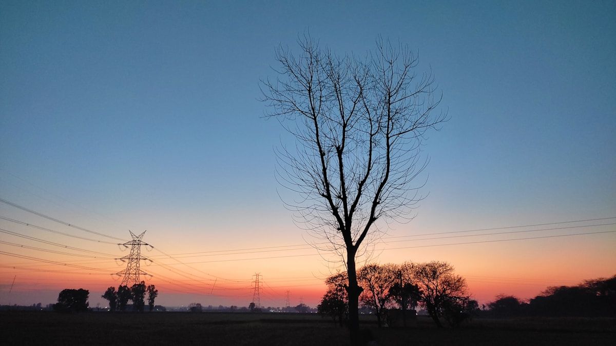 a lone tree in a field at sunset