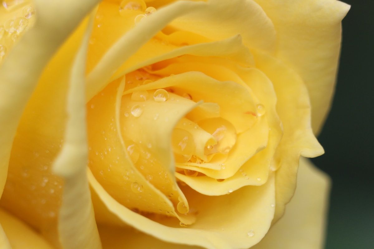 a close up of a yellow rose with water droplets