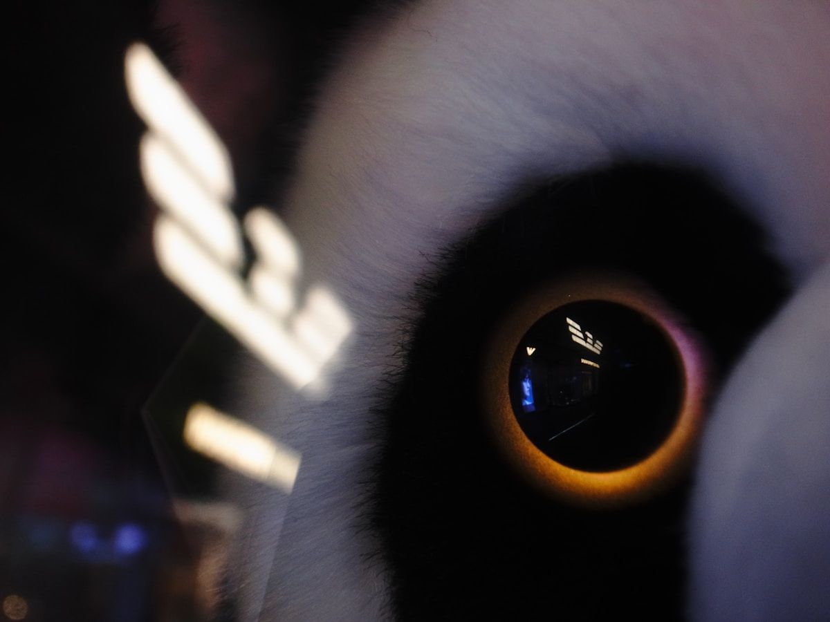 a close up of a black and white animal's eye