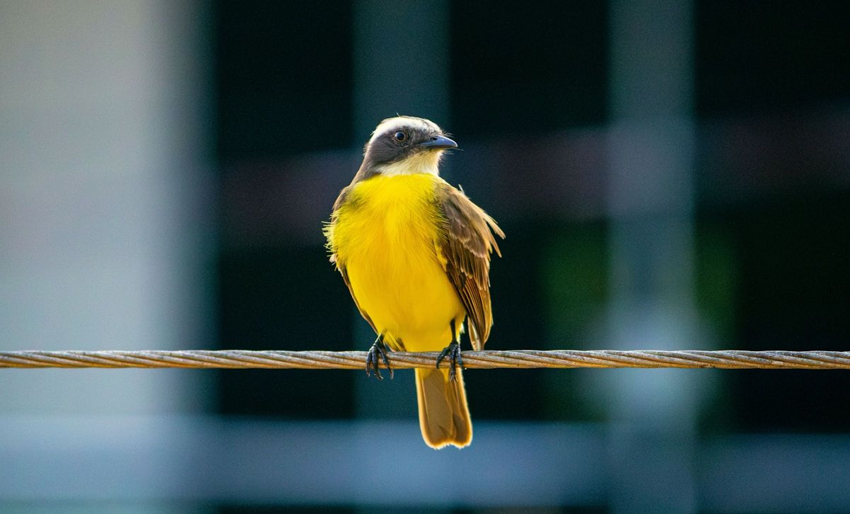 A small yellow bird sitting on a wire
