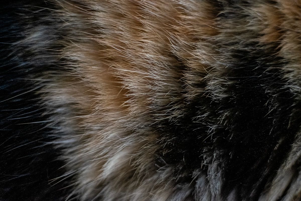 a close up of a furry animal's fur
