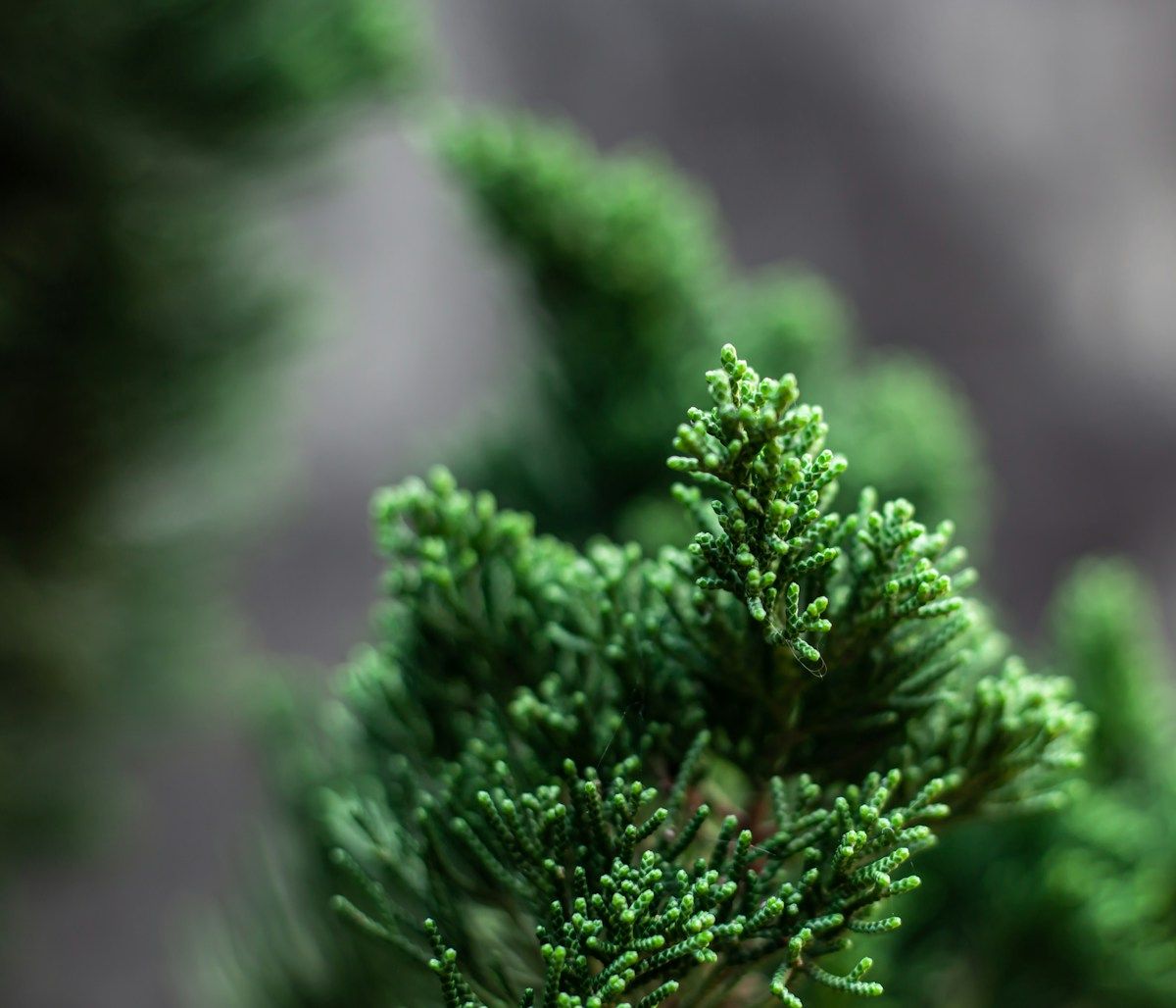 a close up of a plant