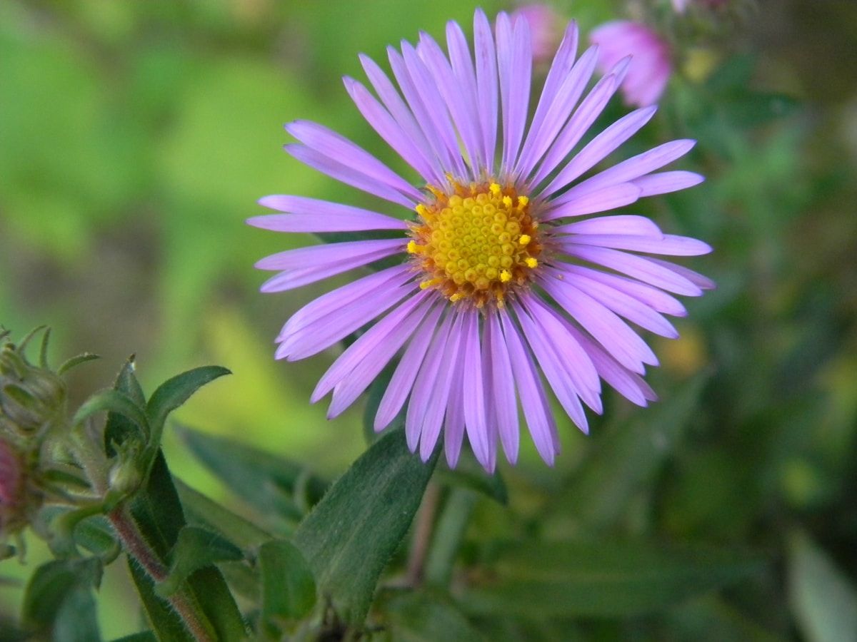 a purple flower with yellow center