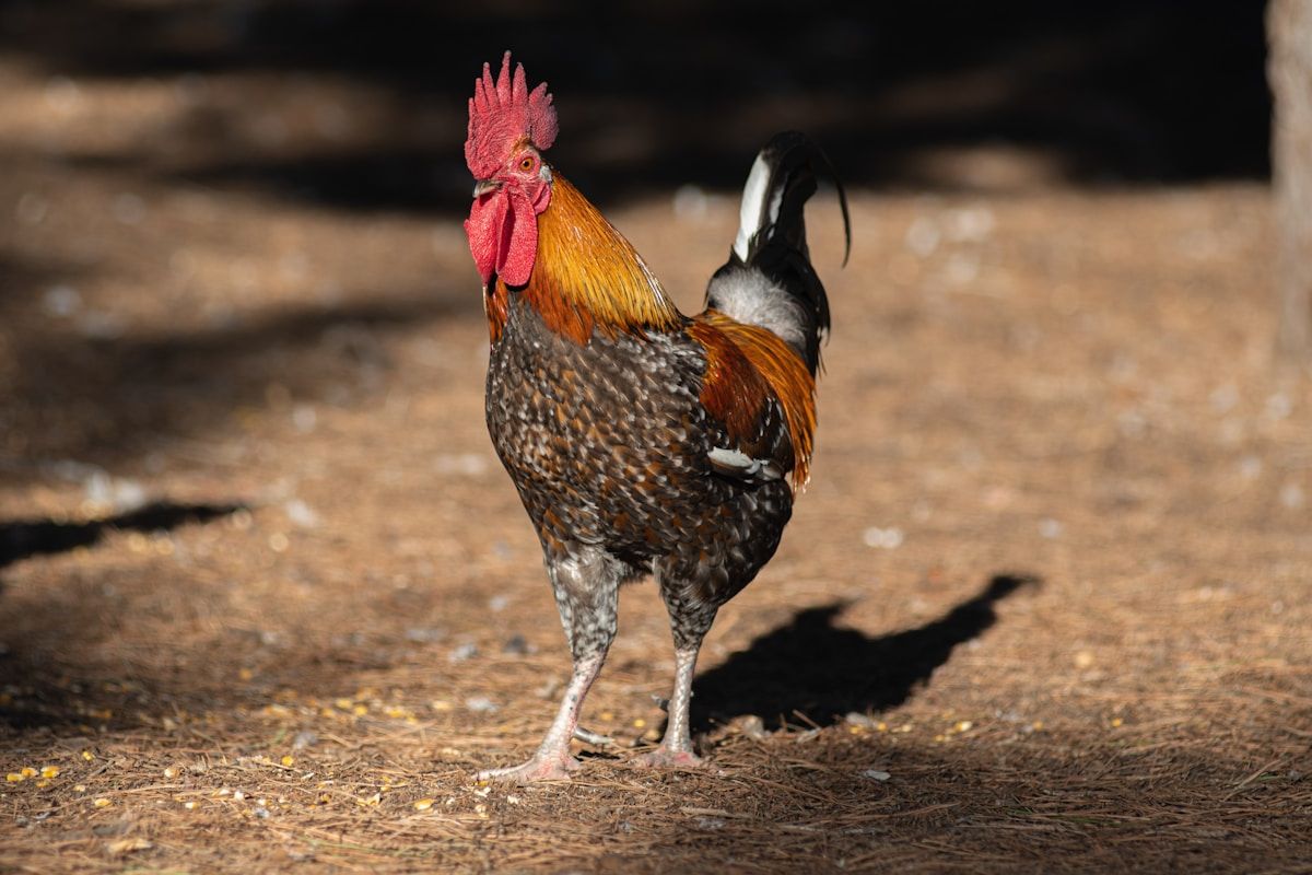 Coq de ferme aux couleurs vives sur un sol terreux.