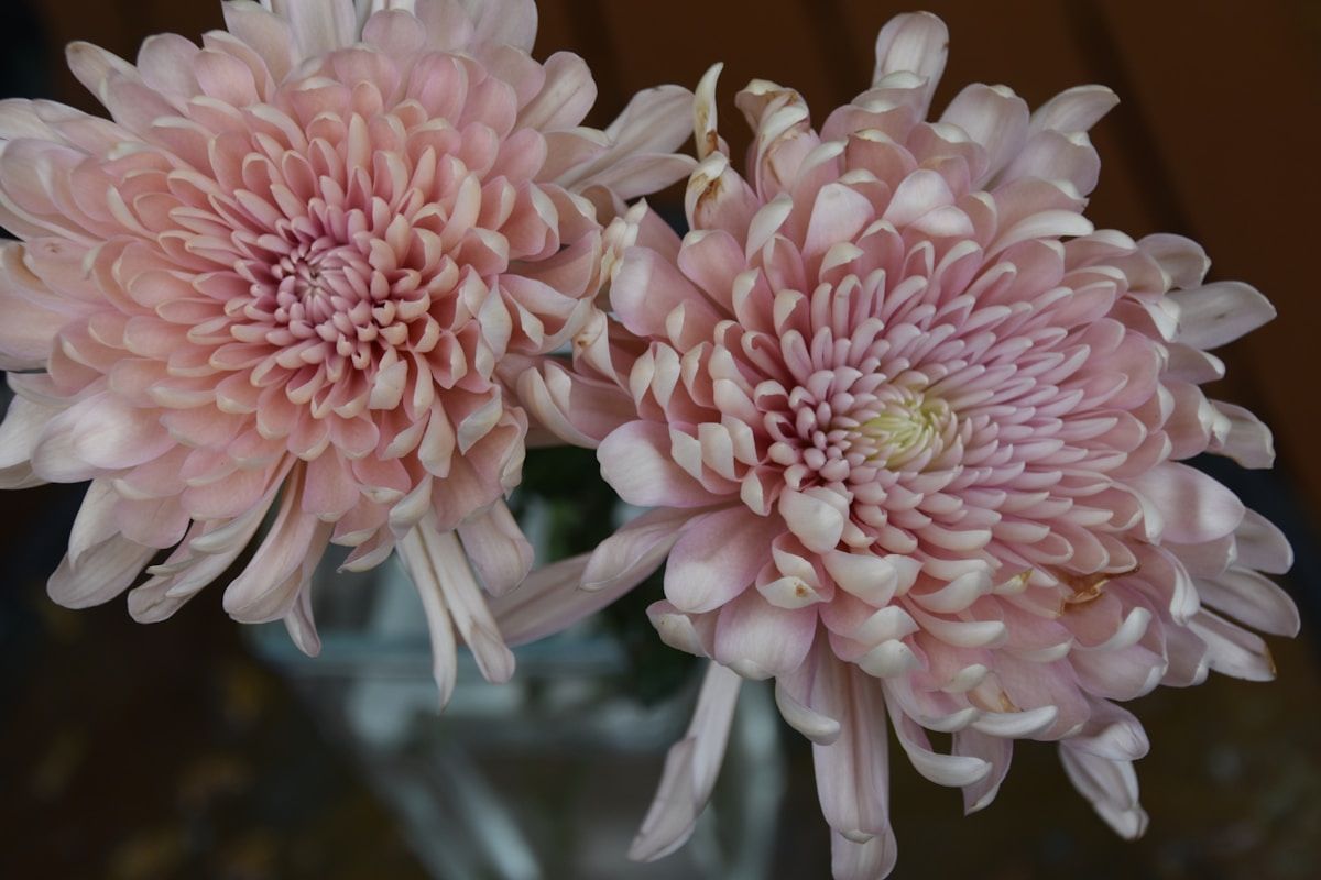 Fleurs de chrysanthème roses aux pétales délicats et volumineux.