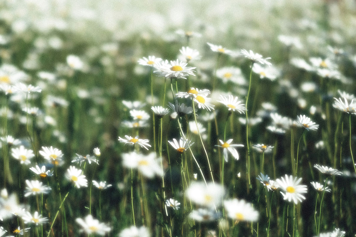 A flower of gardens