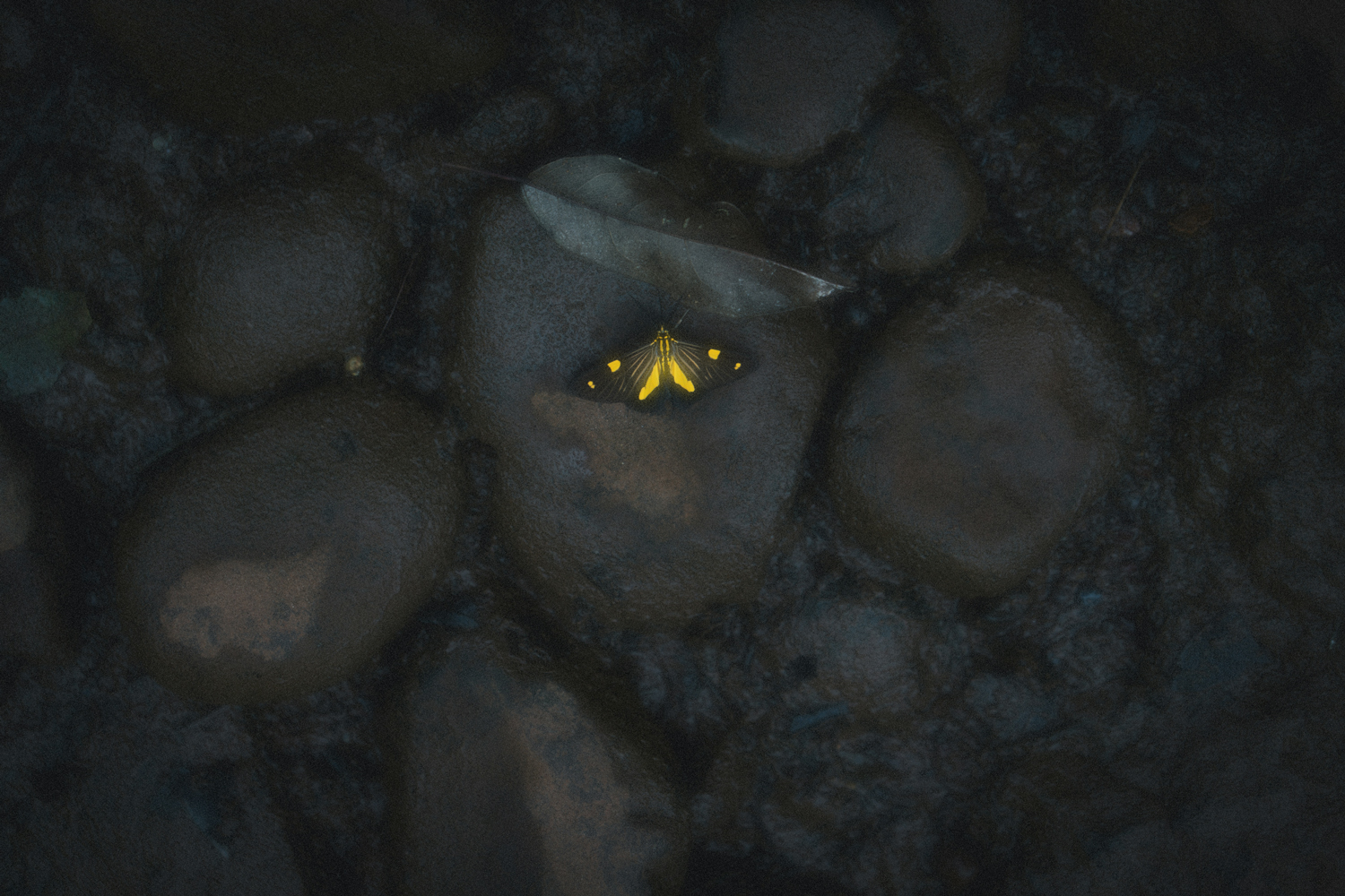 a shining butterfly on stones