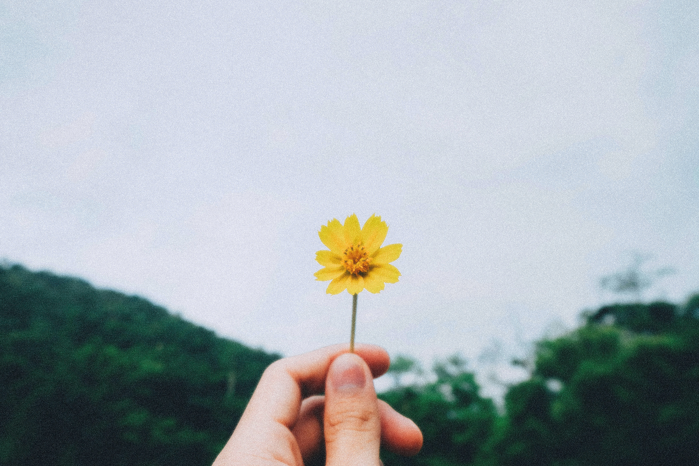 hand holding flower with bright sky and mountains in the background