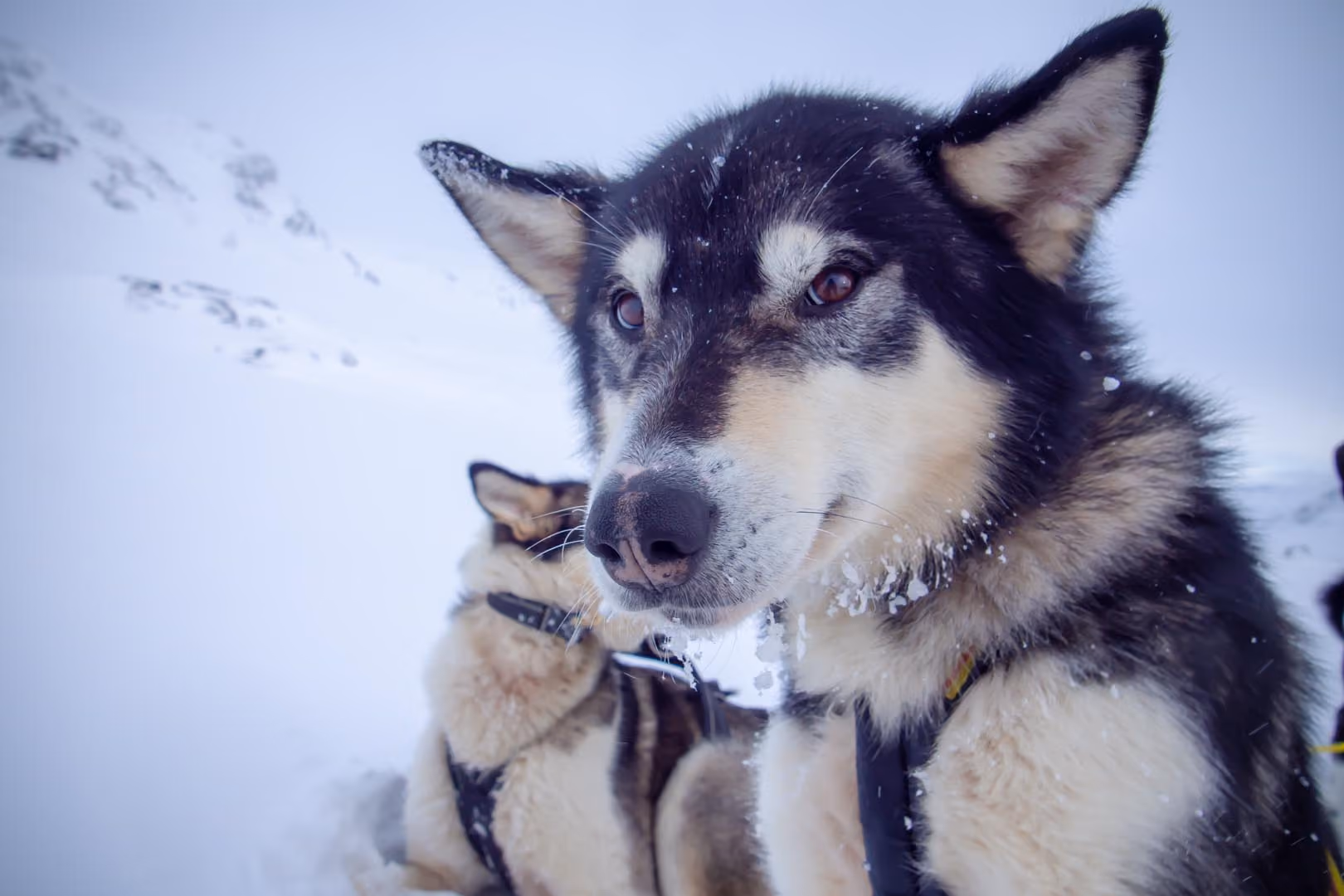 Close-up of a husky resting its head on another husky's back.