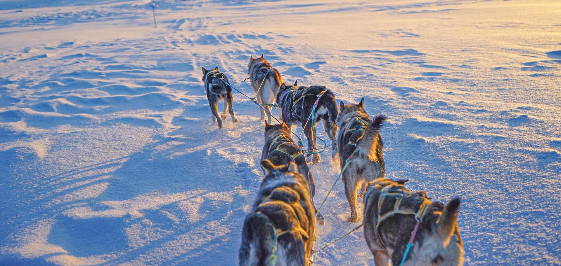 A team of sled dogs running on a snow-covered landscape during sunset, harnessed and pulling a sled.