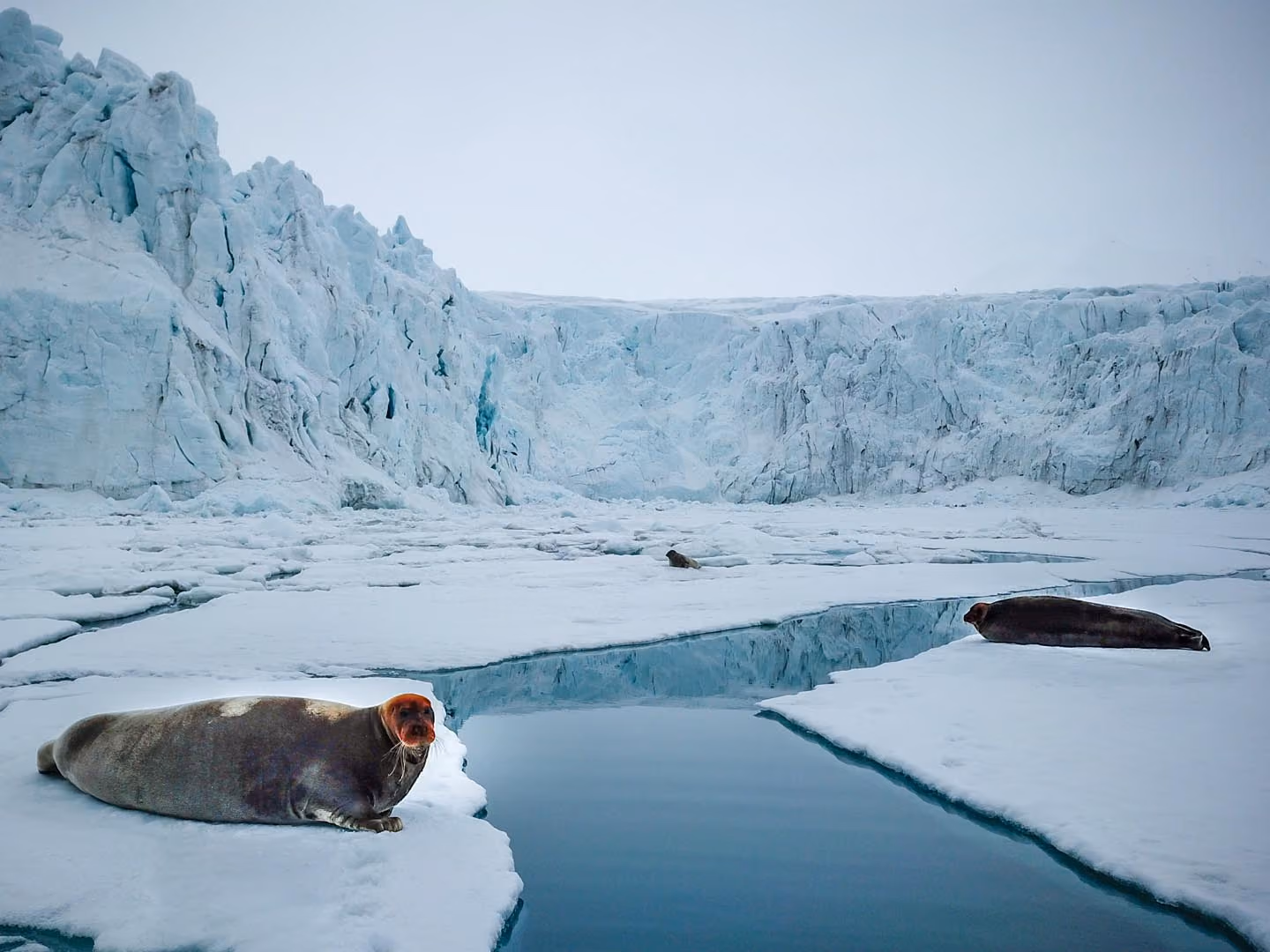 Three seals resting on floating ice near a glacier with calm water in an Arctic landscape.