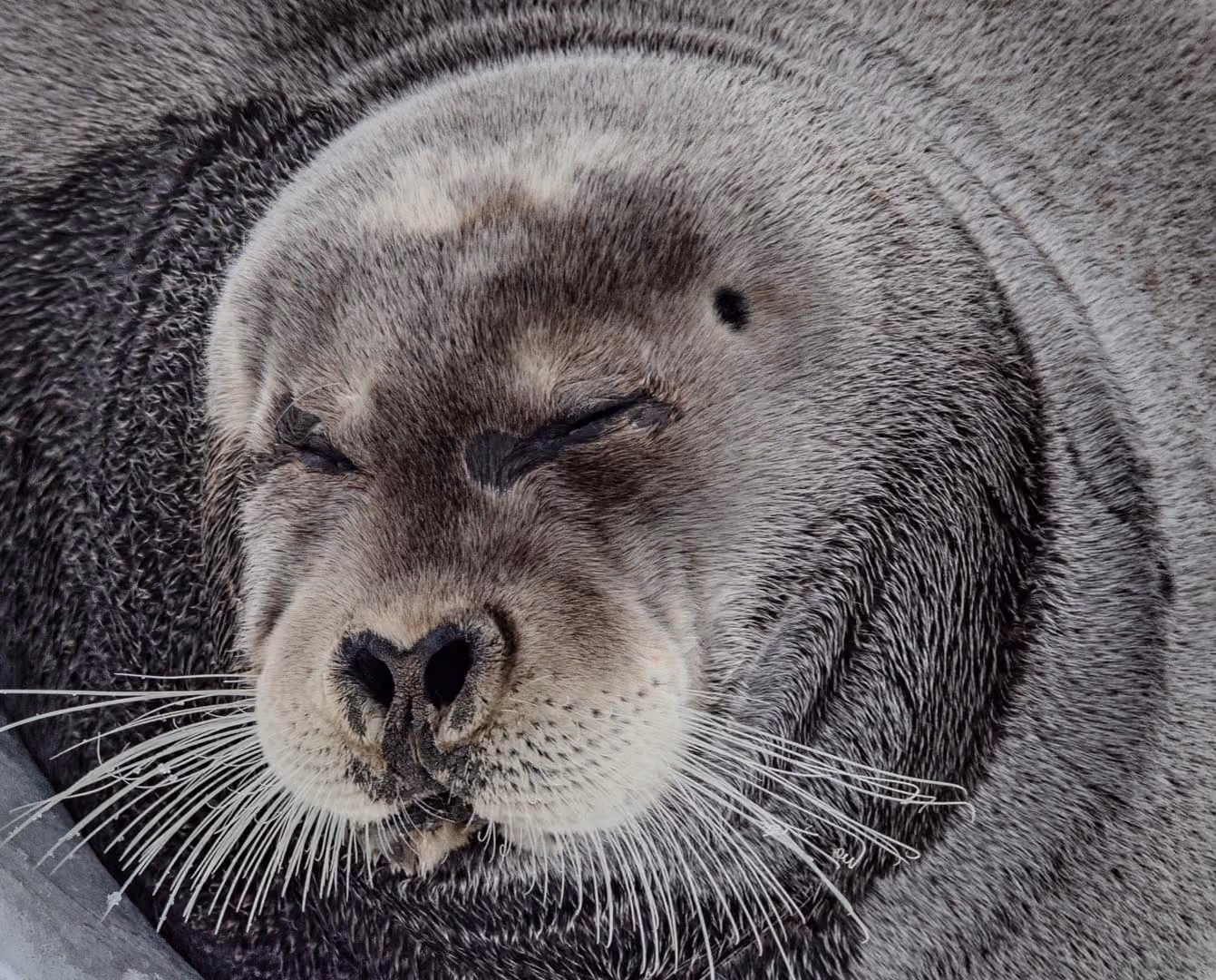 Close-up of a sleeping seal's face with whiskers and closed eyes.