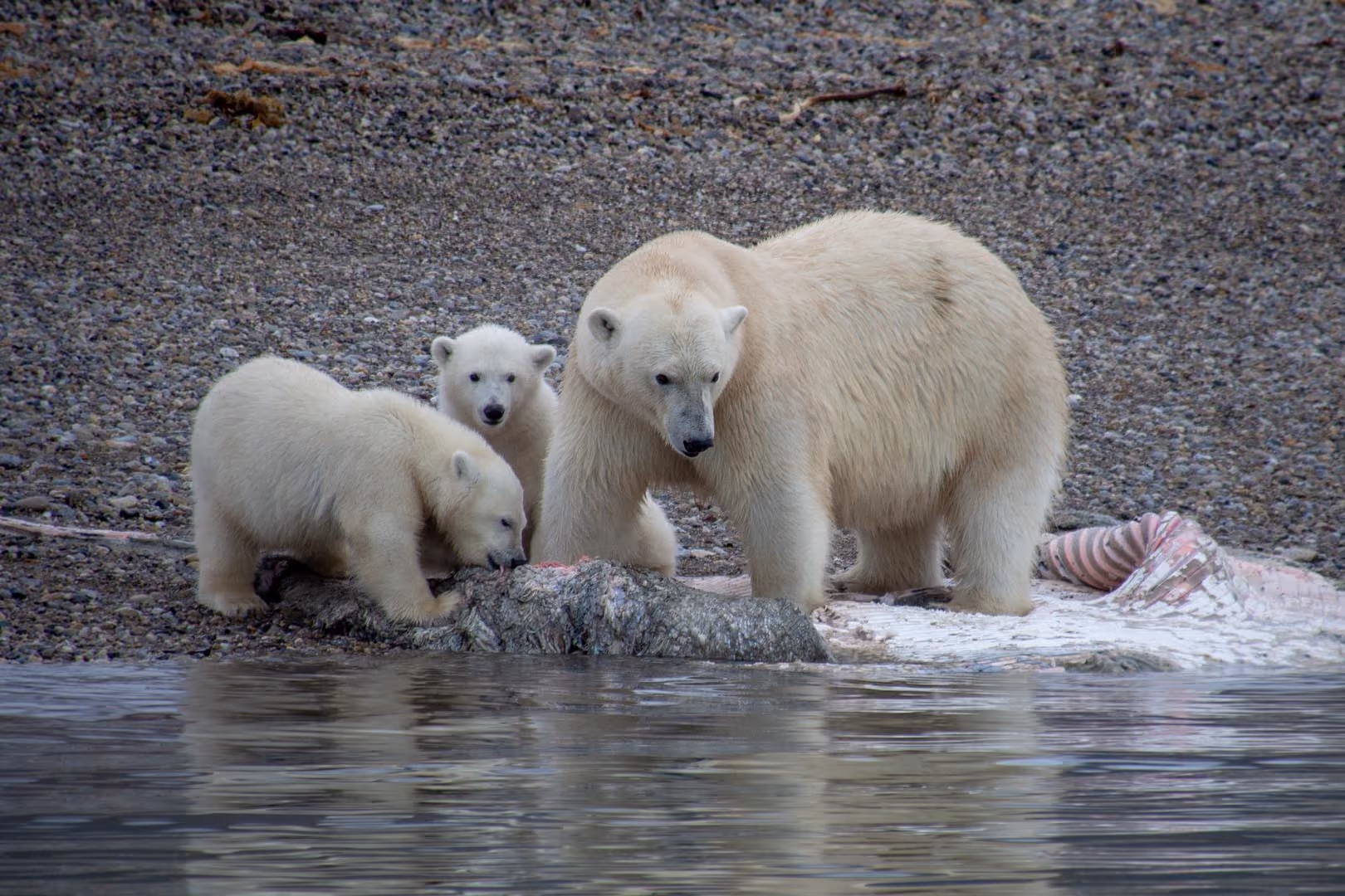 Adult polar bear and two cubs feeding on a carcass by the water on rocky shore.