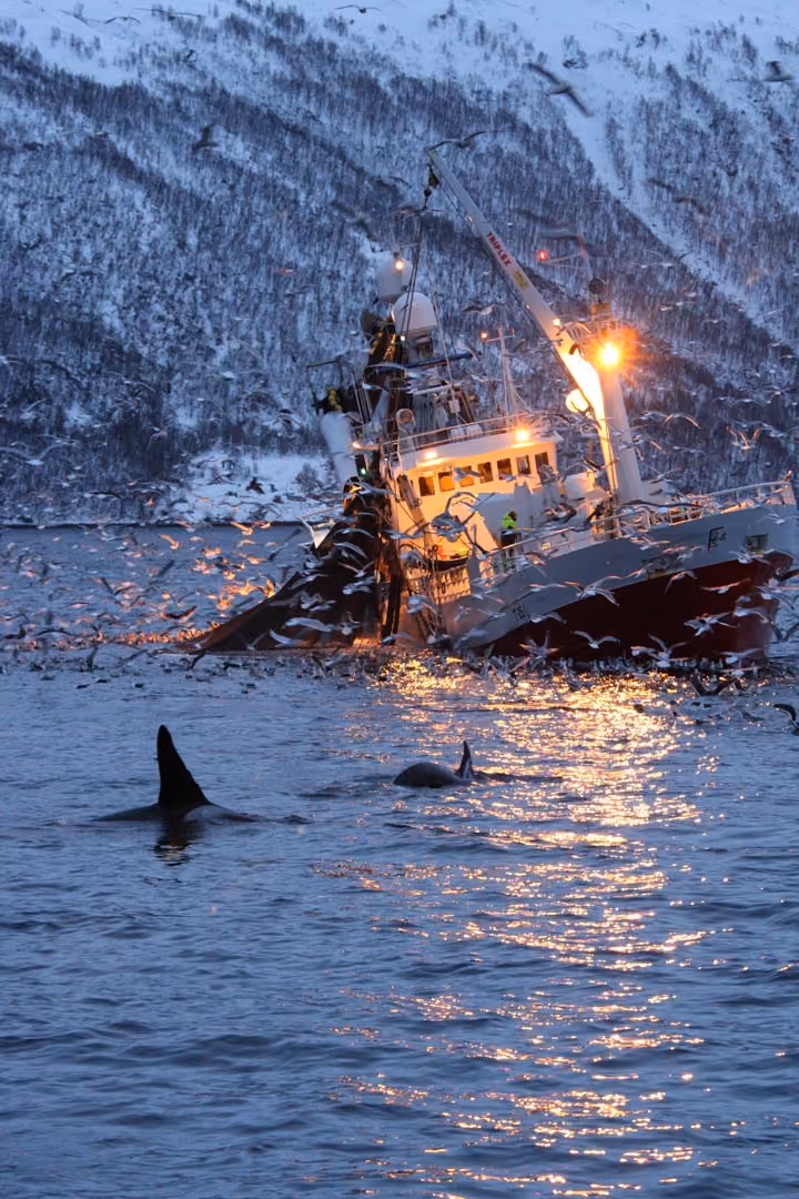 Fishing boat at sea with many gulls flying and two orca fins visible in the water at dusk.