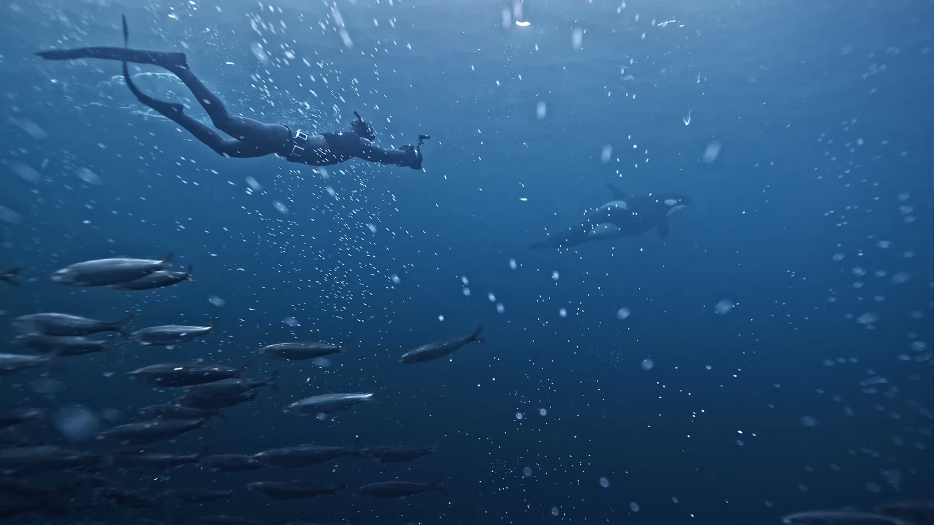 A diver with camera swims underwater near a pod of fish and a distant orca whale.
