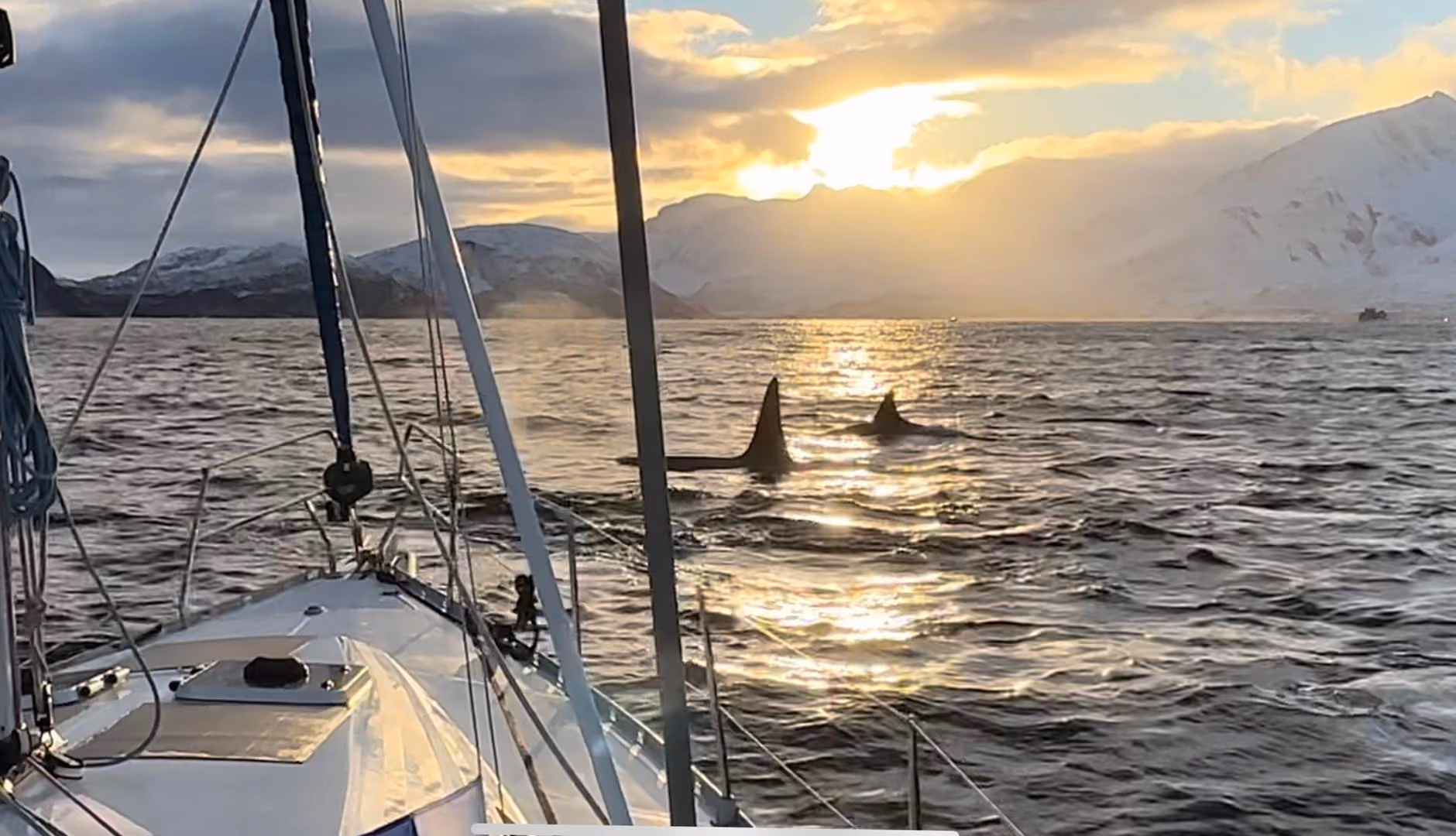 Orca whales swimming near a boat on water with snow-capped mountains and shining sunset in background.