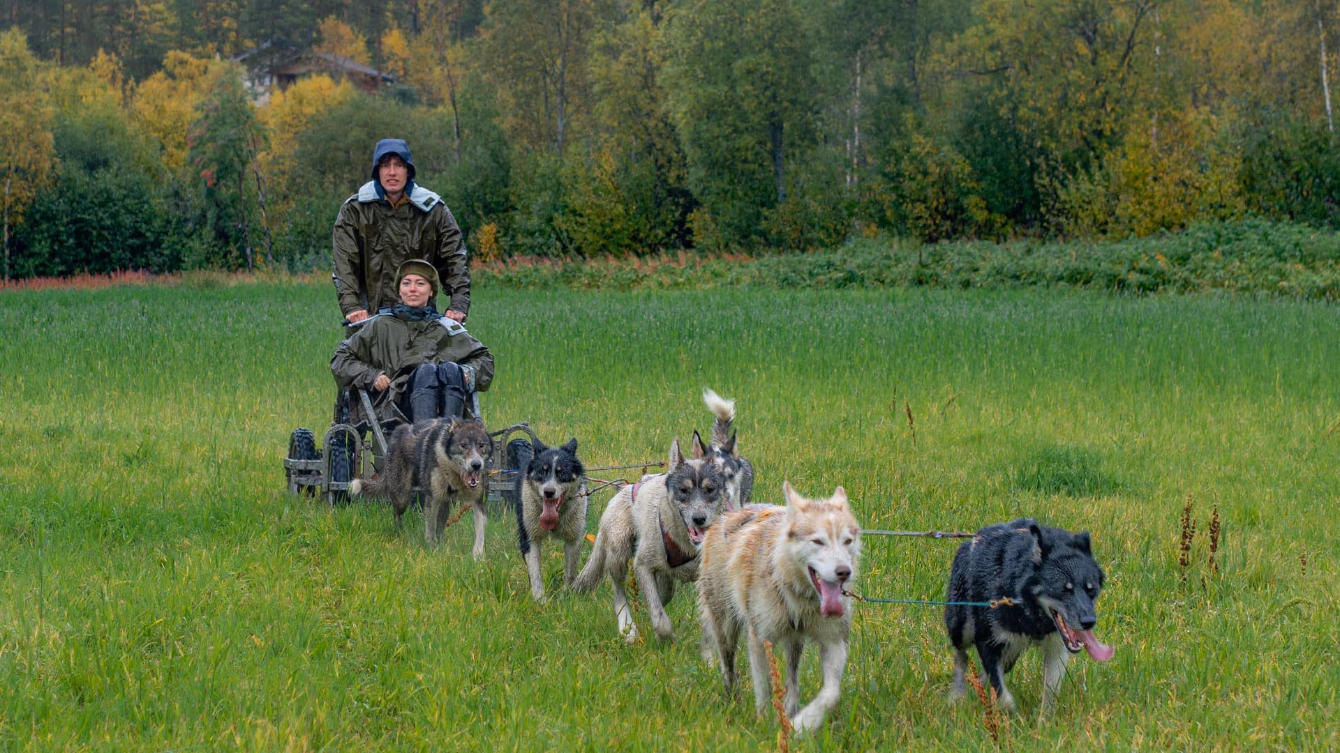 Team of huskies pulling a cart across an open green field.