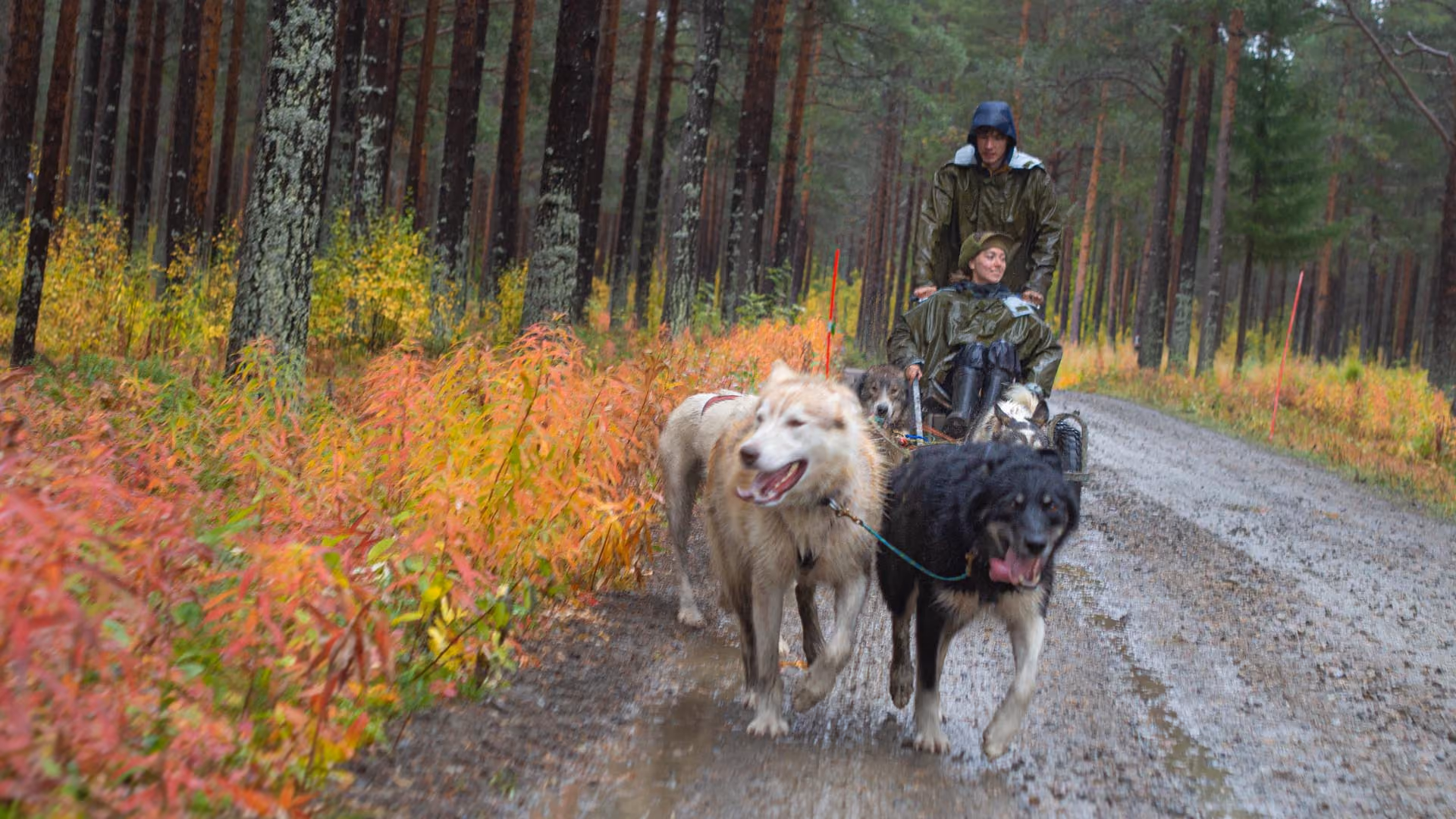 Dog team pulling a cart along a dirt road framed by yellow autumn foliage.