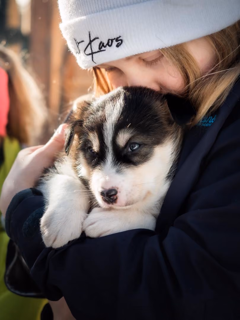 Person cuddling a cute black-and-white husky puppy outdoors.