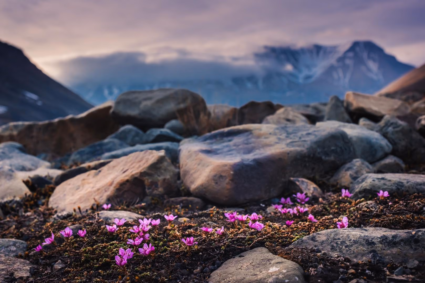 Small pink alpine flowers growing among rocks with mountain peaks behind at dusk.