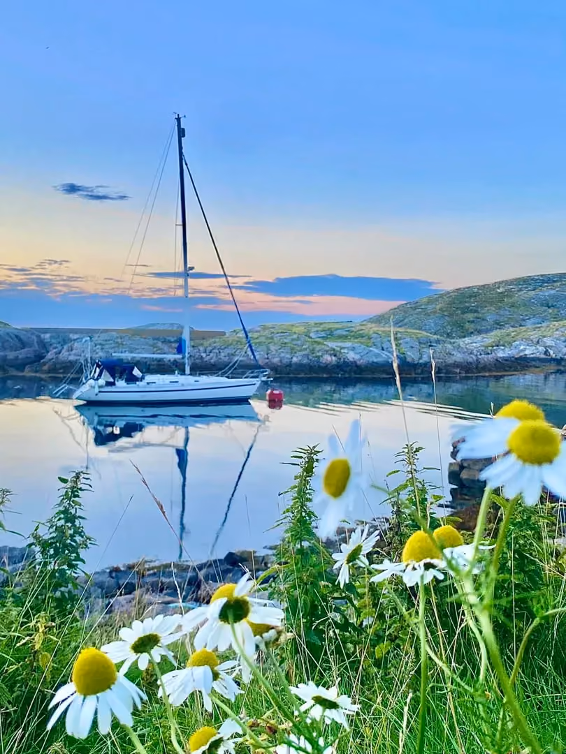 View through white coastal flowers of a sailboat anchored in a calm, sunny bay.