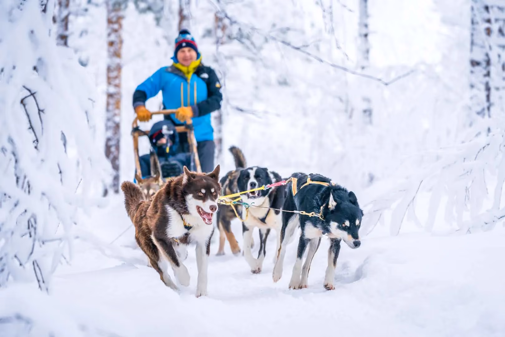 Musher in blue jacket with child rides sled pulled by huskies on snowy forest trail.