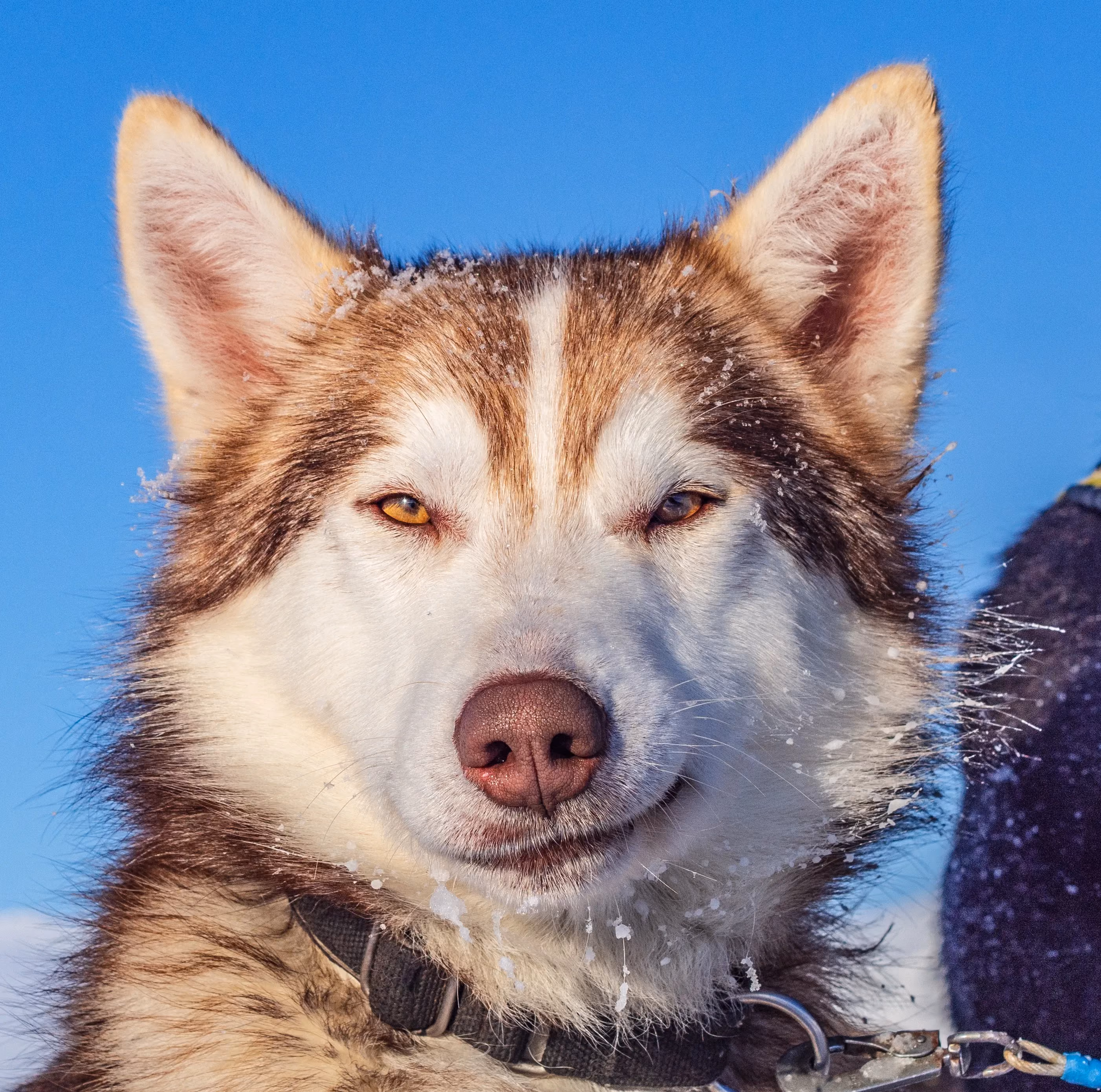 Turbo. Born 2016, son of Viktor. He is one of our most trustworthy lead-dogs, very serious at work, very good looking and professional - and he knows it!