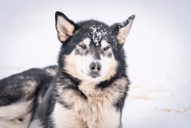 Viktor. Born 2010 - he is the retired dog walking loose on the farm, living together with the cat, turning 16 this year, ran several long-distance races, dad and grand-dad to most of our dogs!