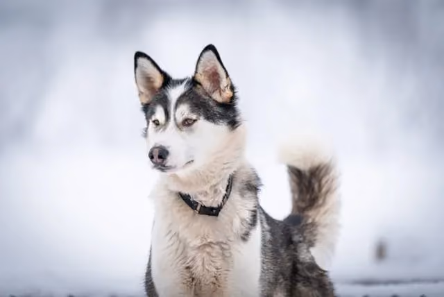 Ocean. Born 2017 - daughter of Viktor, she is very close to her sibling, and an excellent lead dog.