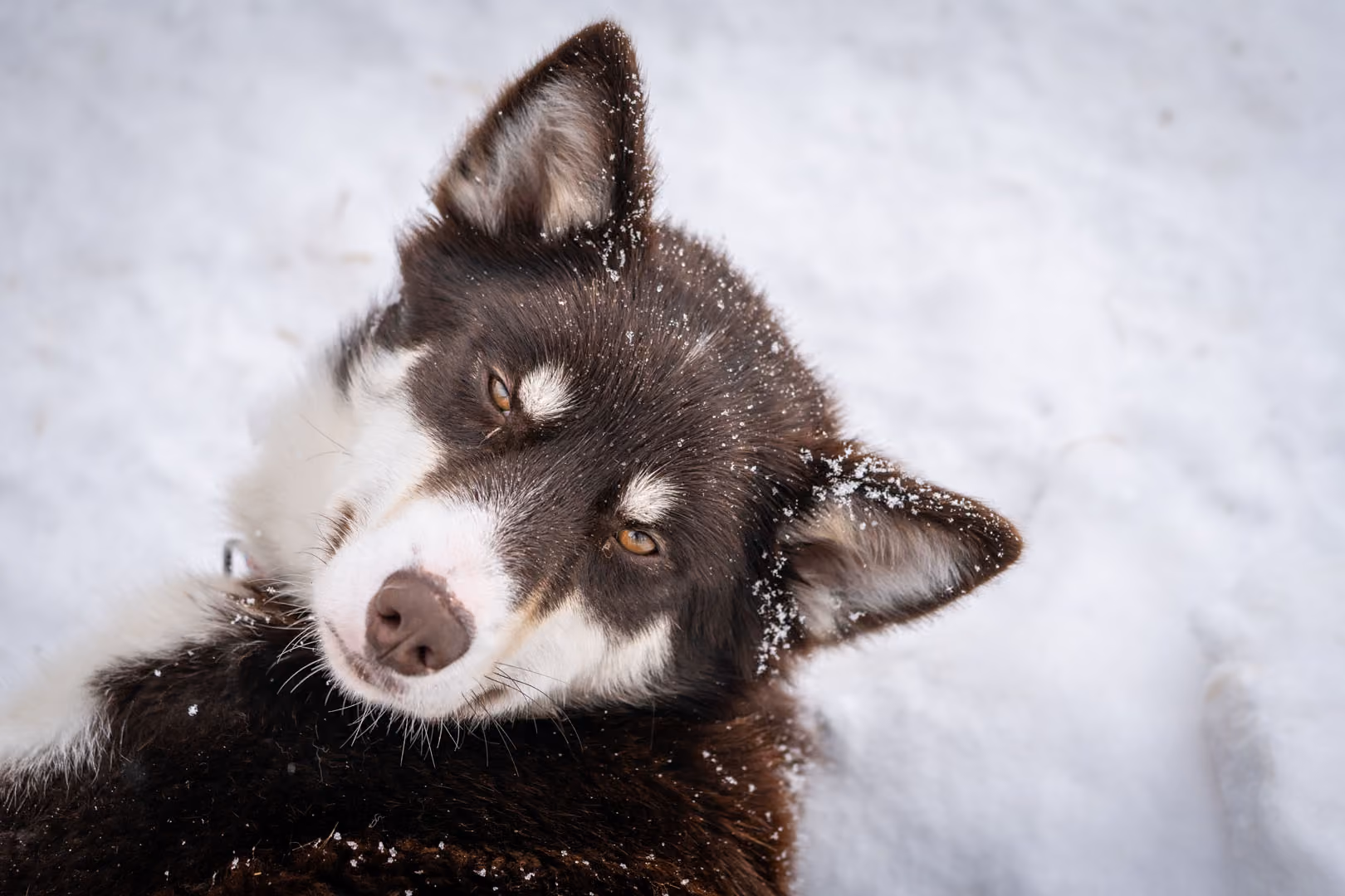 Sjokkies. Born 2017 - an excellent lead-dog, and a beautiful and cuddly female, she easily catches the heart of many of our visitors!