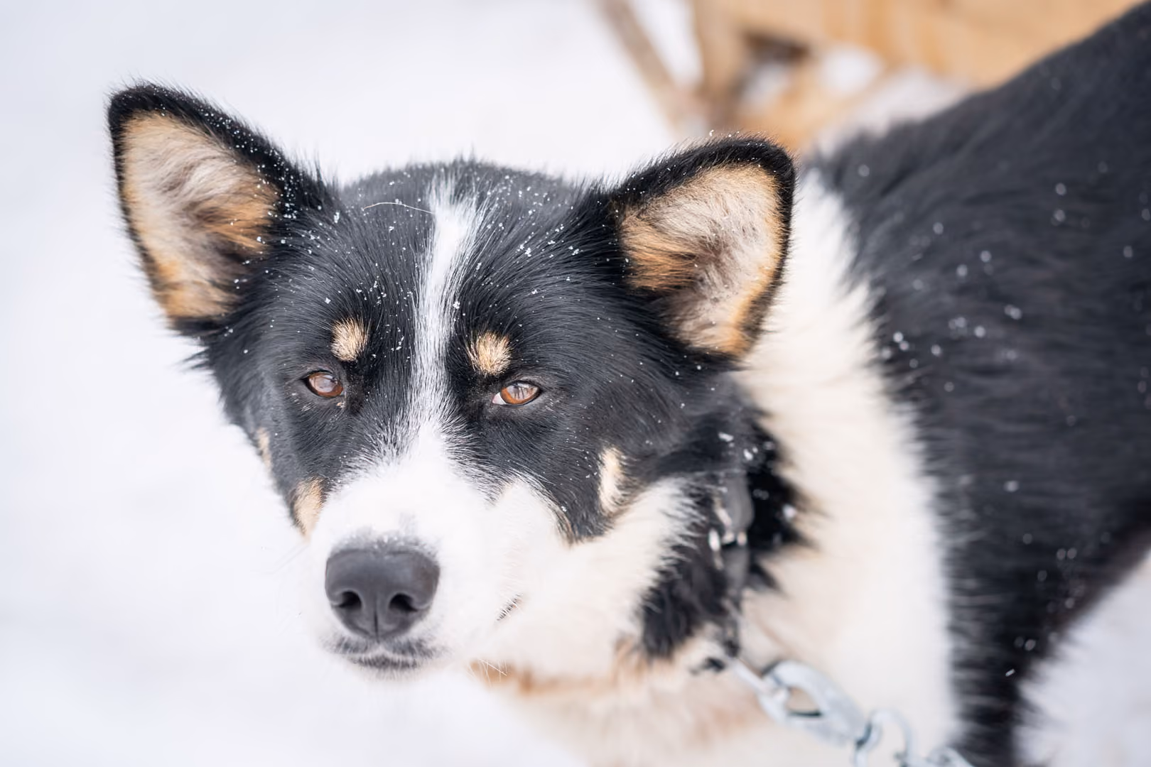 Kvitnos. Born 2017 - meaning "white nose" in Norwegian, main lead dog, don't tell her she is Delphine's favorite! One of the best dogs we have ever had, most impressive when running in lead in a snow storm, off the track, with happiness. What a dog!!