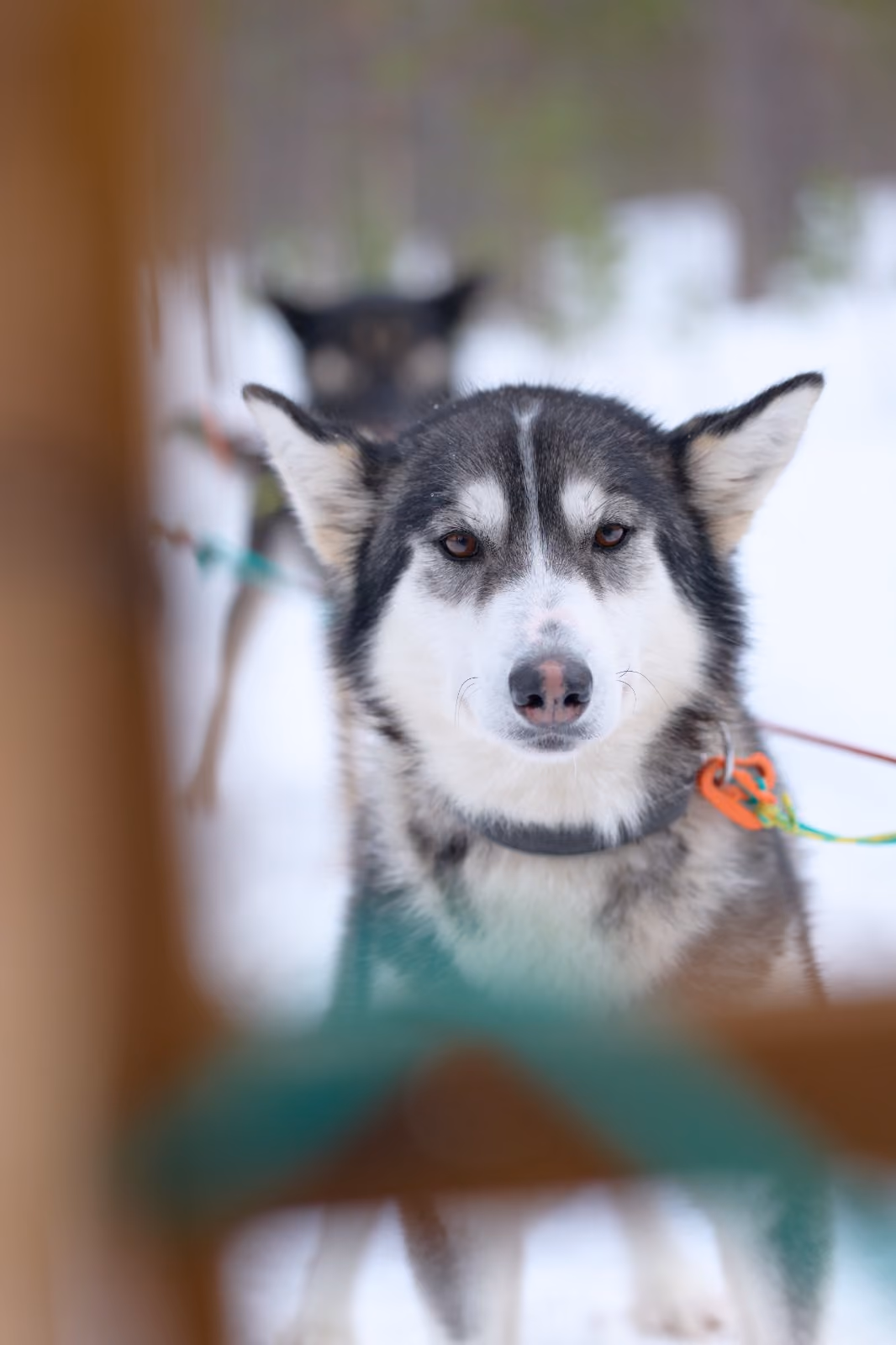 Gipsy. Born 2019 - a strong personnality and a great lead-dog. Loves to run off-trail. If you don't know it yet : she will show you who is the boss!