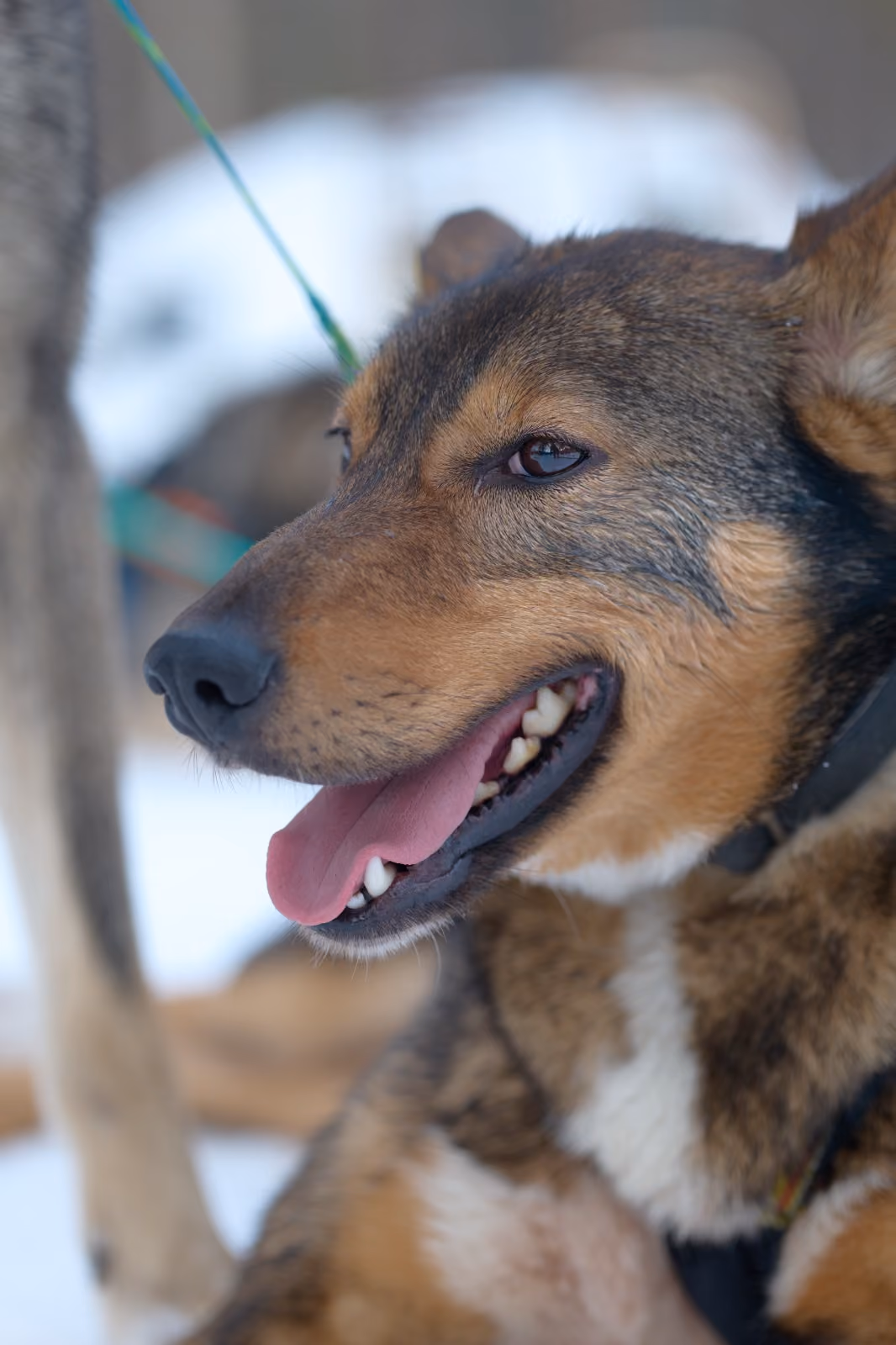 Nala. Born 2019 - the most gentle and loving dog ever, nicknamed "Miss Perfect", she is great with kids.
