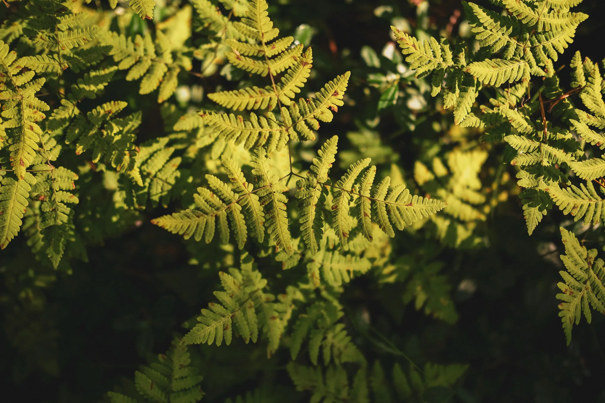 Green fern leaves in sunlight with shadowed background in a natural setting.