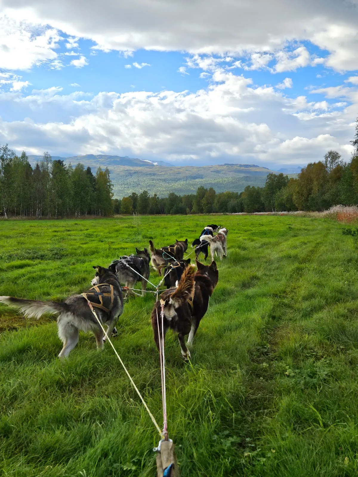Husky running across a lush green grassy hill under a bright sky.