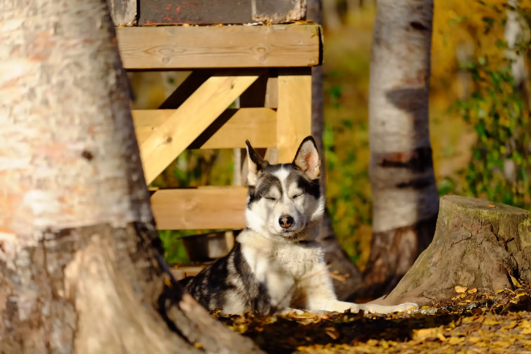 Husky resting under a wooden structure next to golden autumn trees.