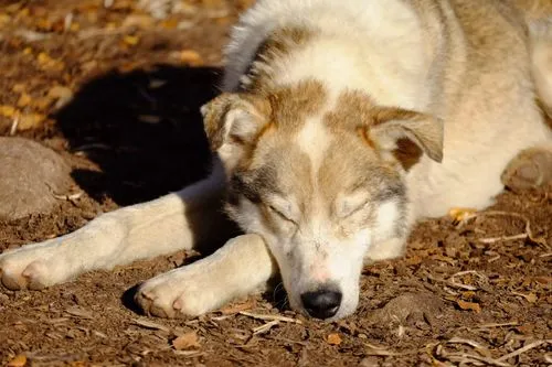 Light-colored husky resting on dry leaves in the sunlight.