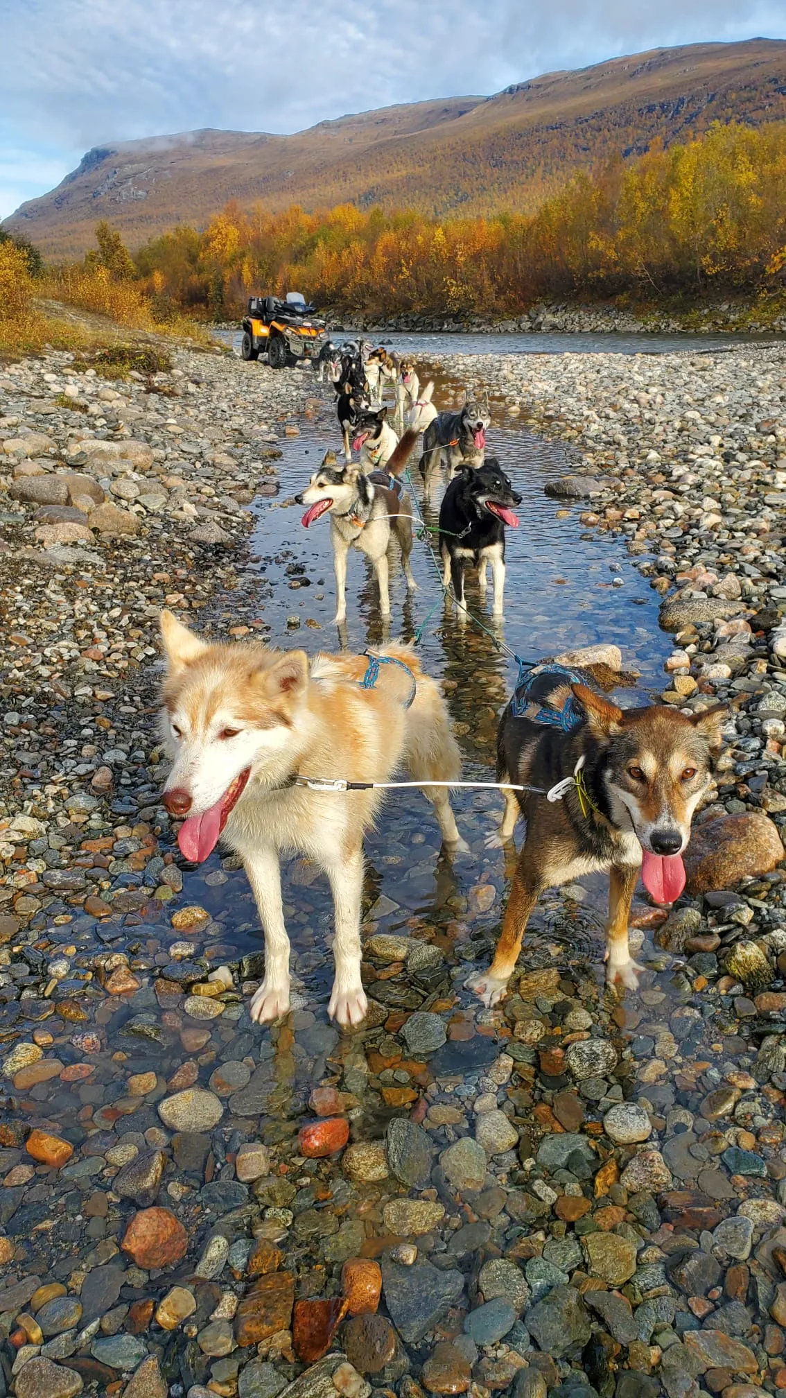 A team of sled dogs standing in shallow rocky water in a mountainous autumn landscape, with an ATV visible in the background.