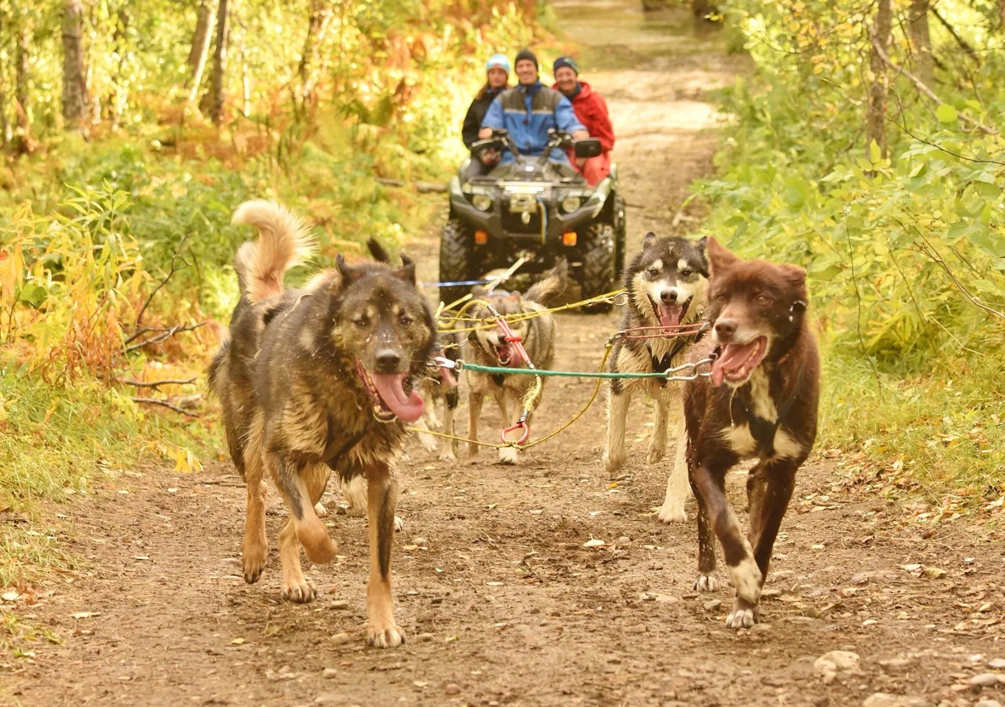 Team of huskies pulling a wheeled cart down a dirt trail lined with autumn trees.