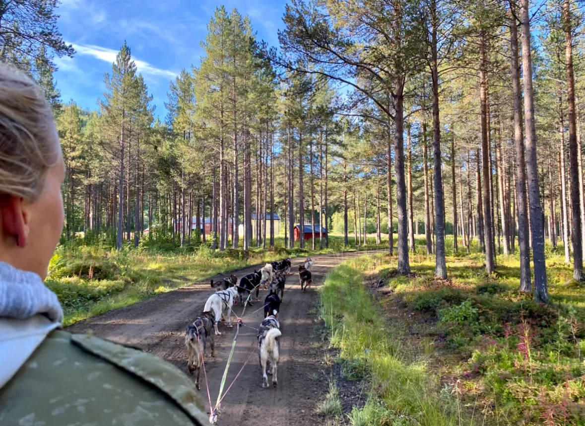 First-person view from a dog cart following a team through an autumn forest.