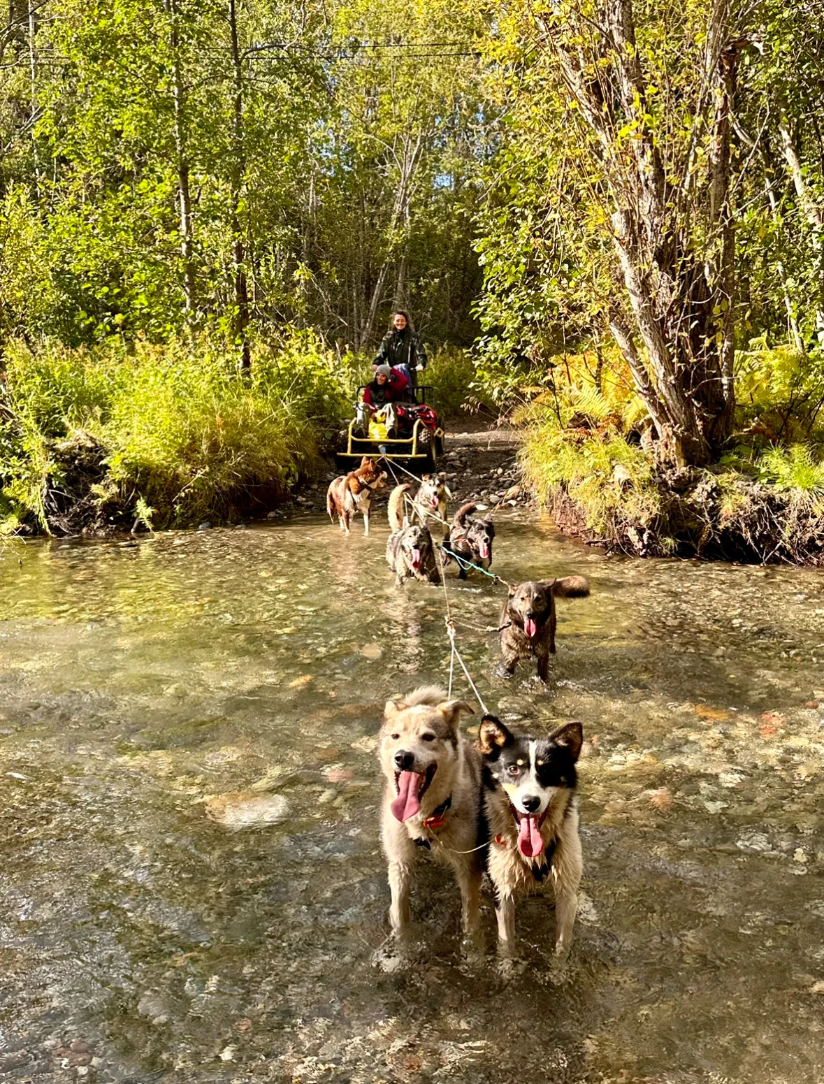 Huskies standing and playing in a shallow forest stream.